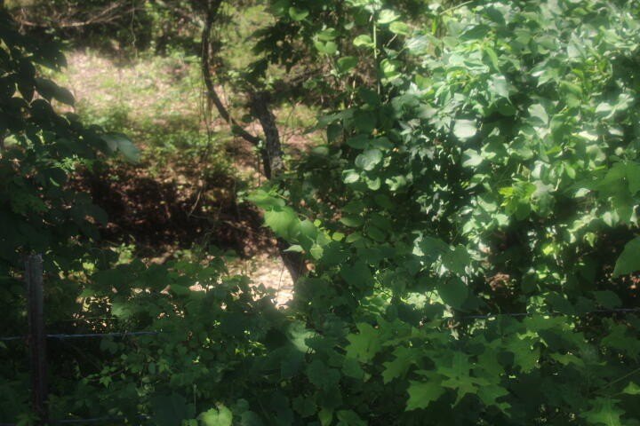 Polk, Missouri, 65727, United States, ,Land,For Sale,1980569