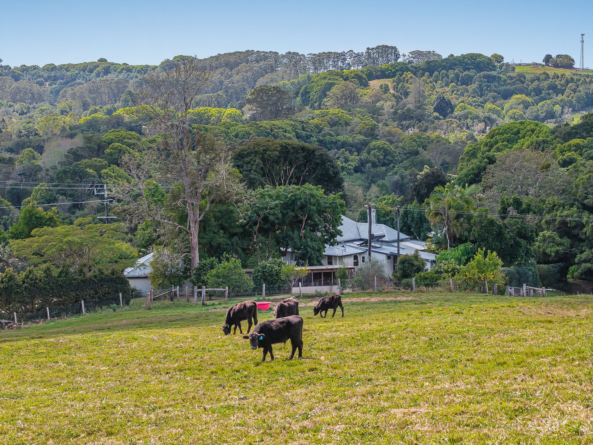  142 Coorabell Road, Federal - 物件實景