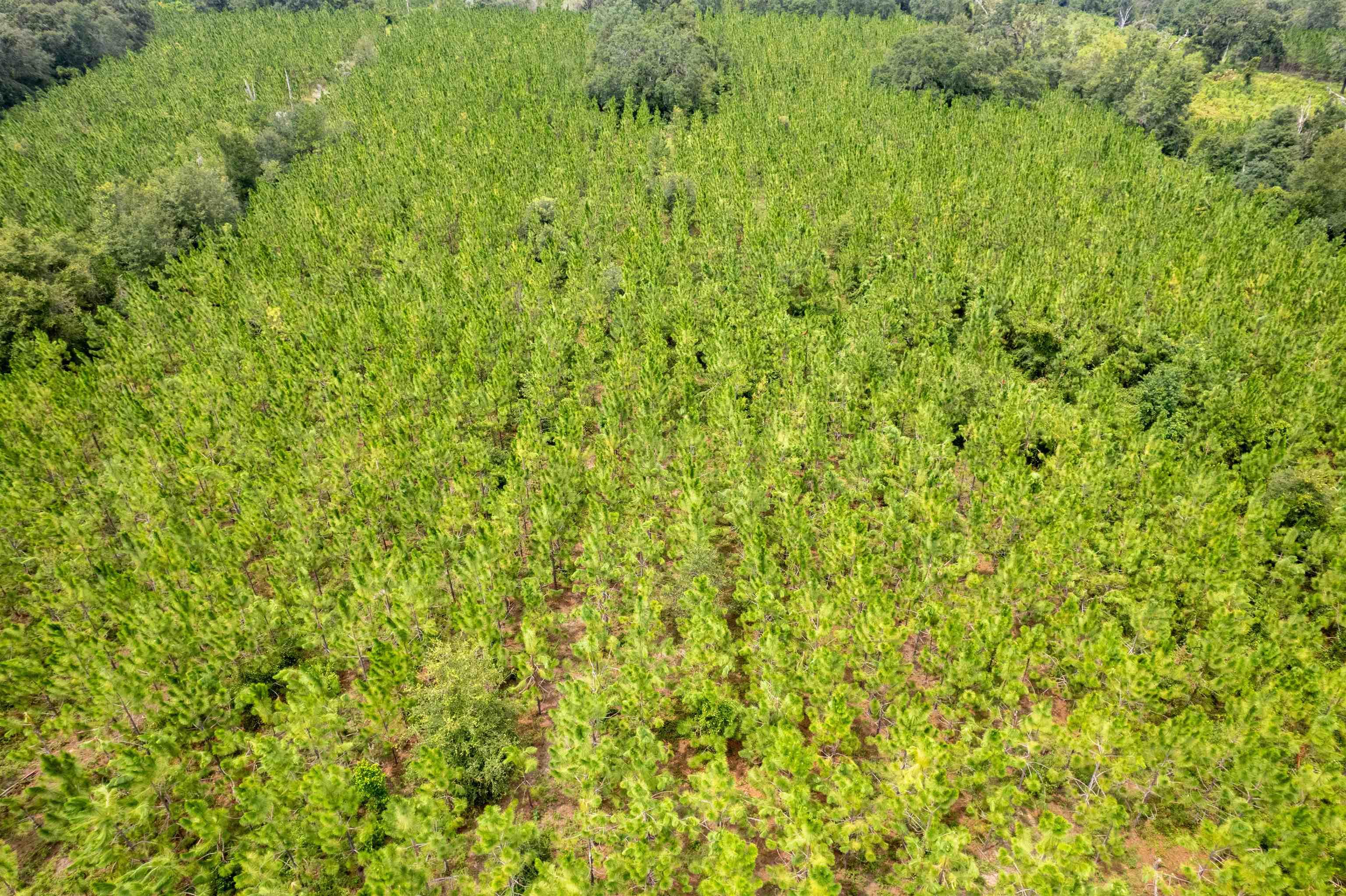 xxx Ne Geranium Street, Madison, Florida, 32340, United States, ,Land,For Sale,xxx Ne Geranium Street,1671968