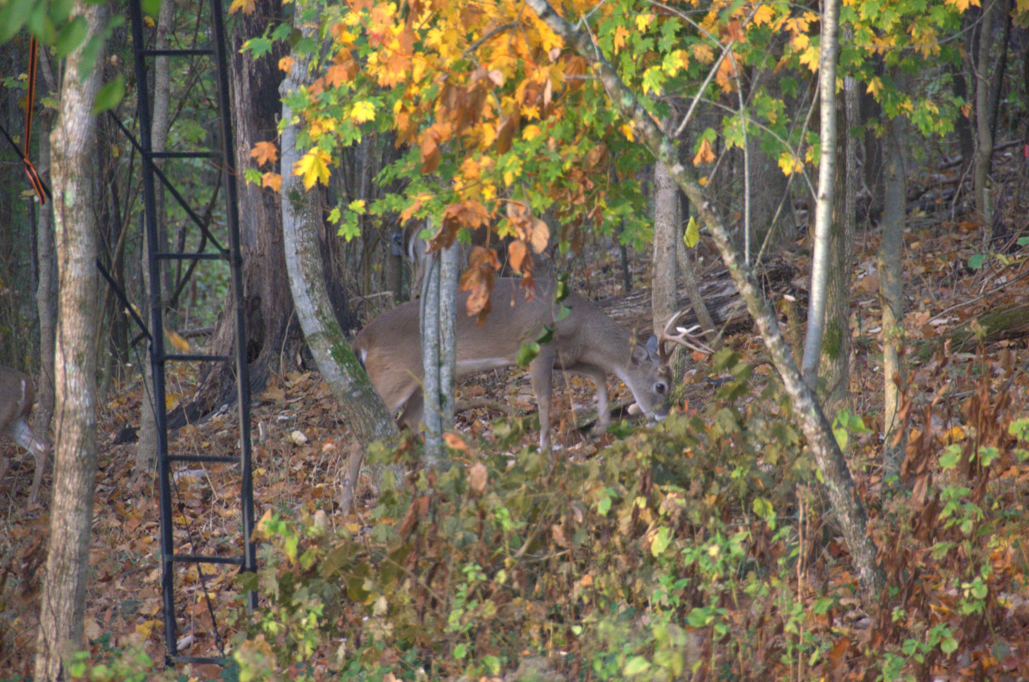 Lewisburg, Tennessee, 37091, United States, 4 Bedrooms Bedrooms, ,3 BathroomsBathrooms,Residential,For Sale,1999662