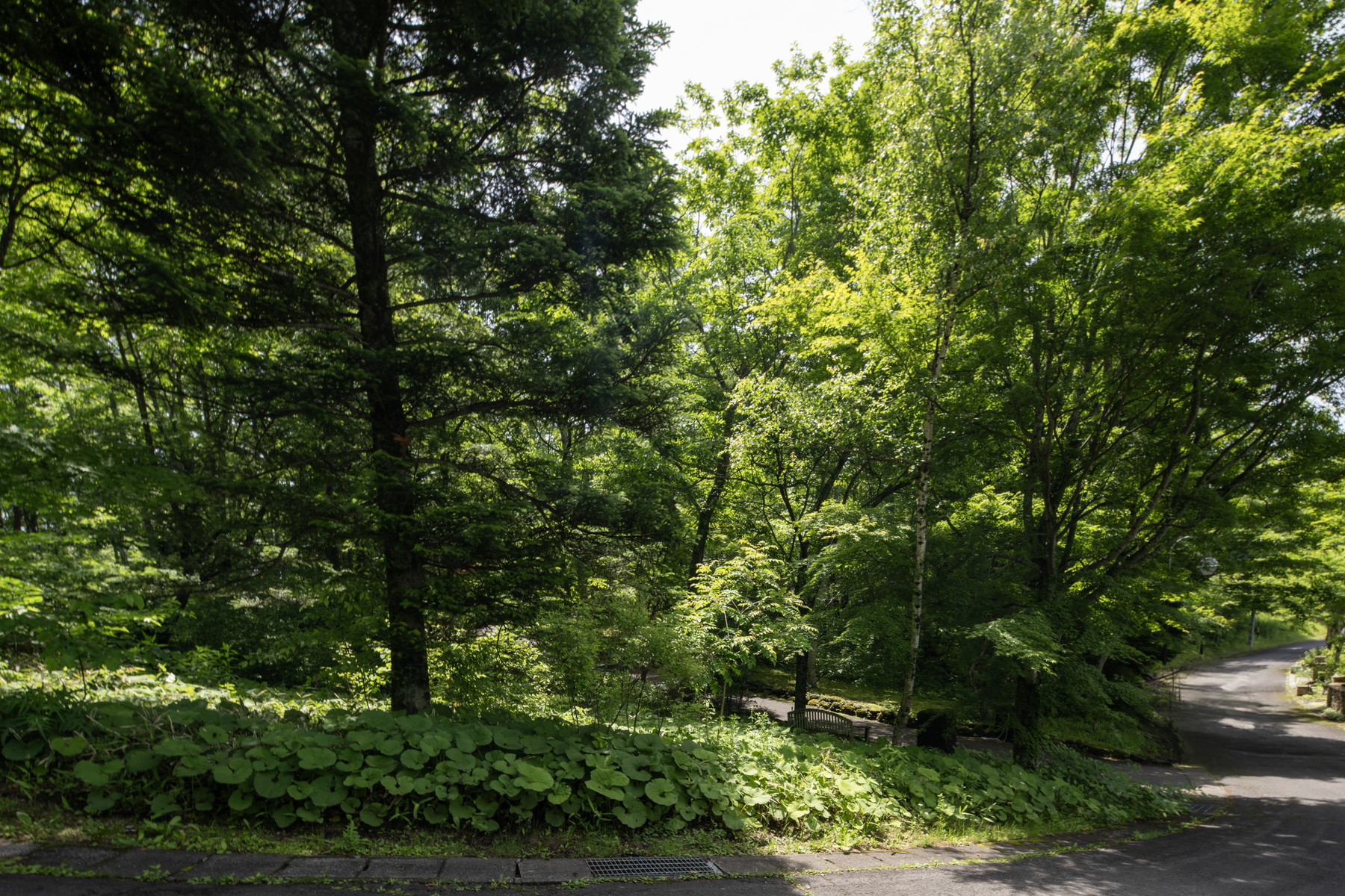  Blanchard Forest Estate Site - 物件實景
