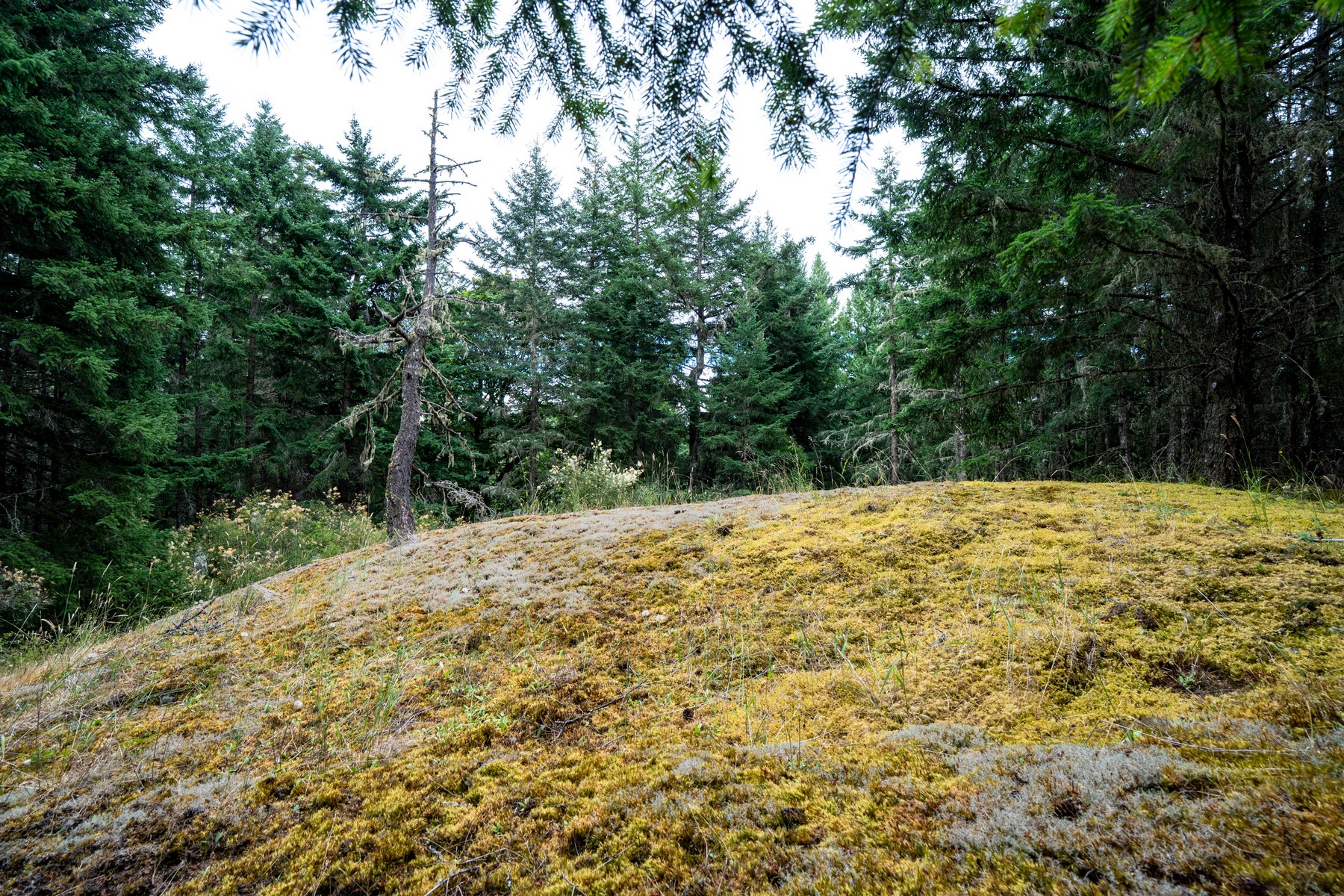  Hilltop Forest Retreat - 物件實景