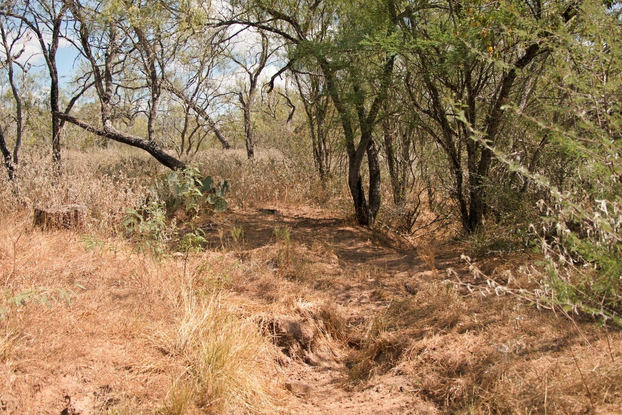  186+/- Acre Post Oak Hill Ranch - 物件實景