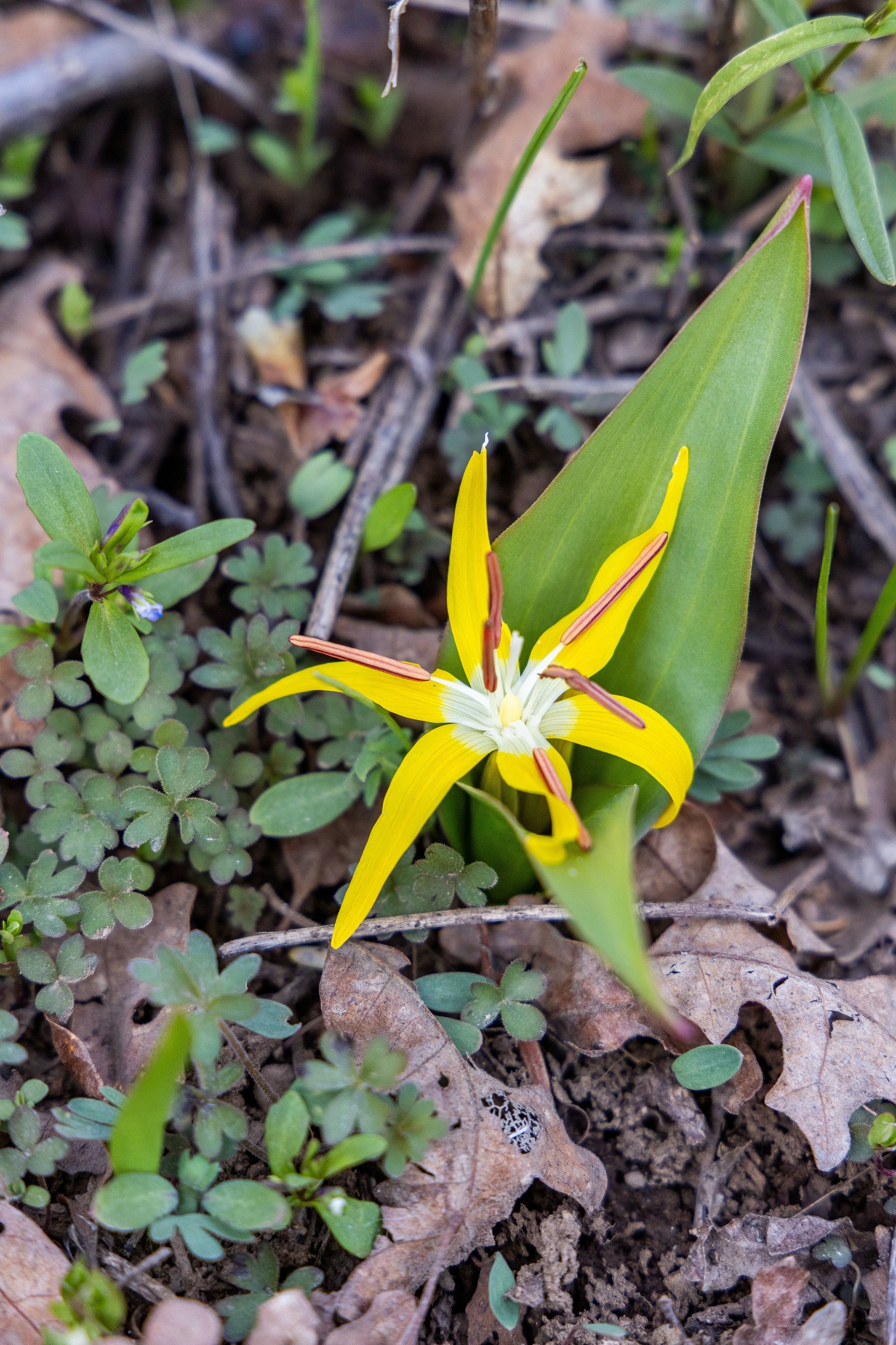  Exceptional Build Opportunity in a Quiet Canyon Bordering Park City - 物件實景