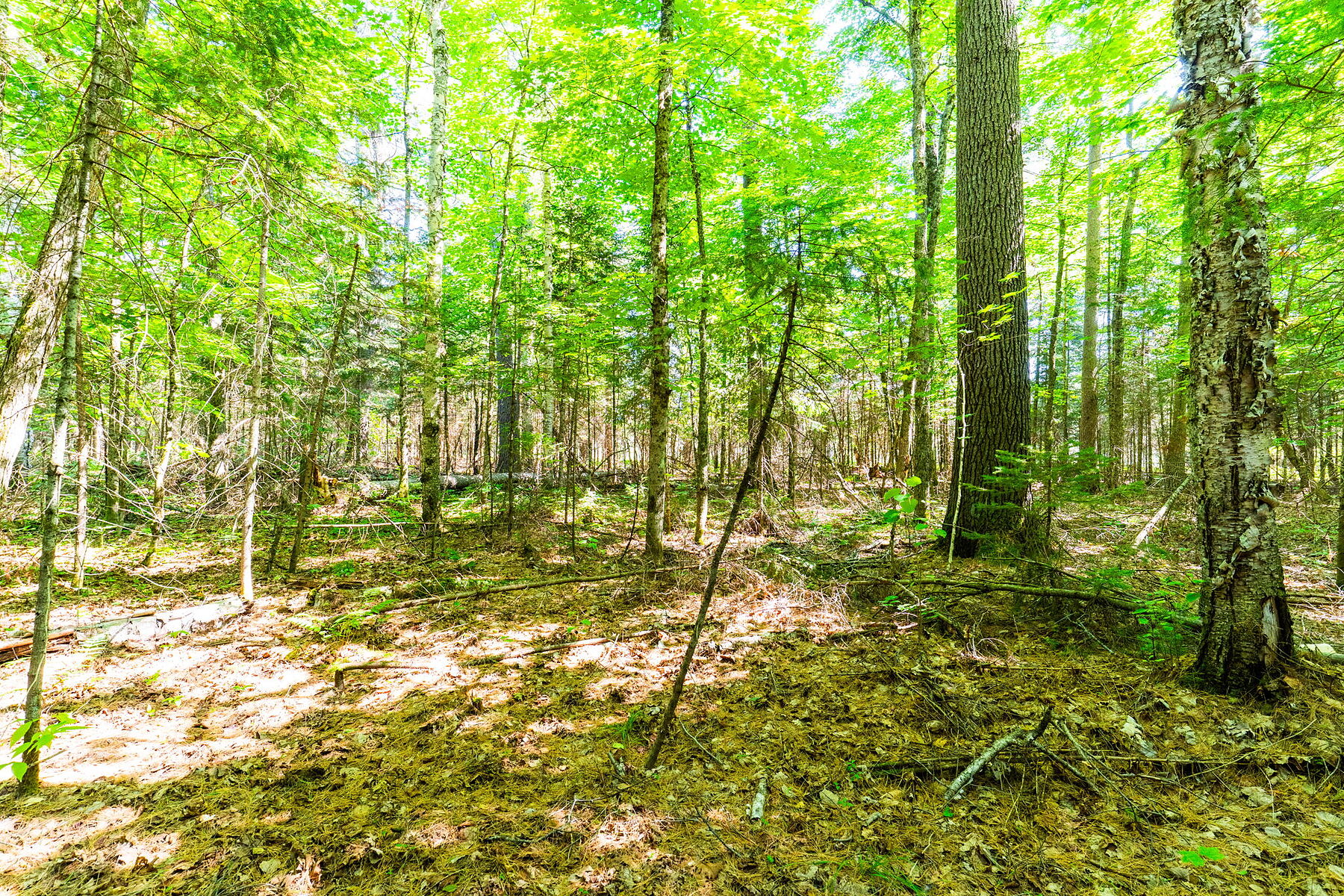  Buck River Huntsville - 物件實景