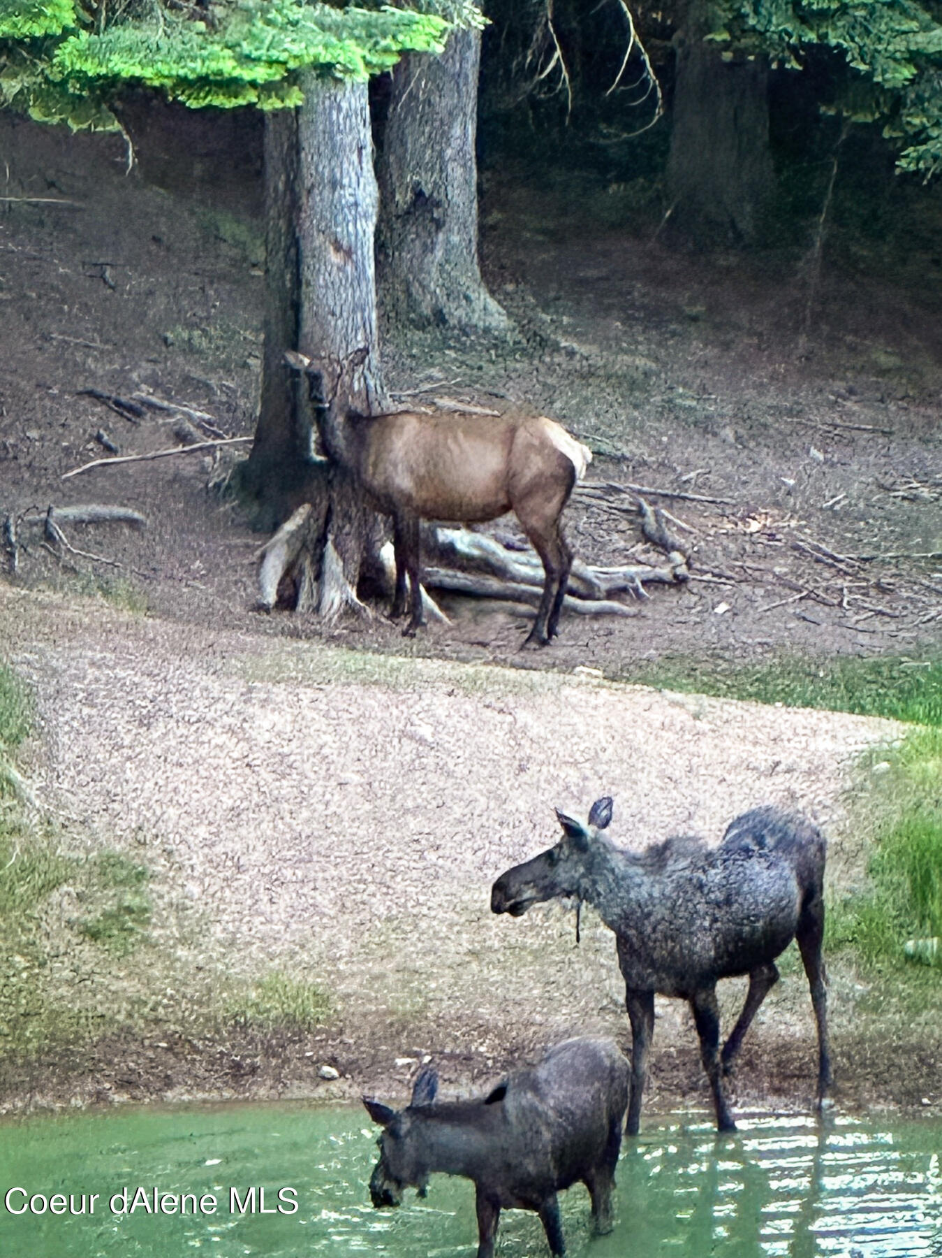 Coeur d'Alene, Idaho, 83814, United States, 4 Bedrooms Bedrooms, ,3 BathroomsBathrooms,Residential,For Sale,1974008