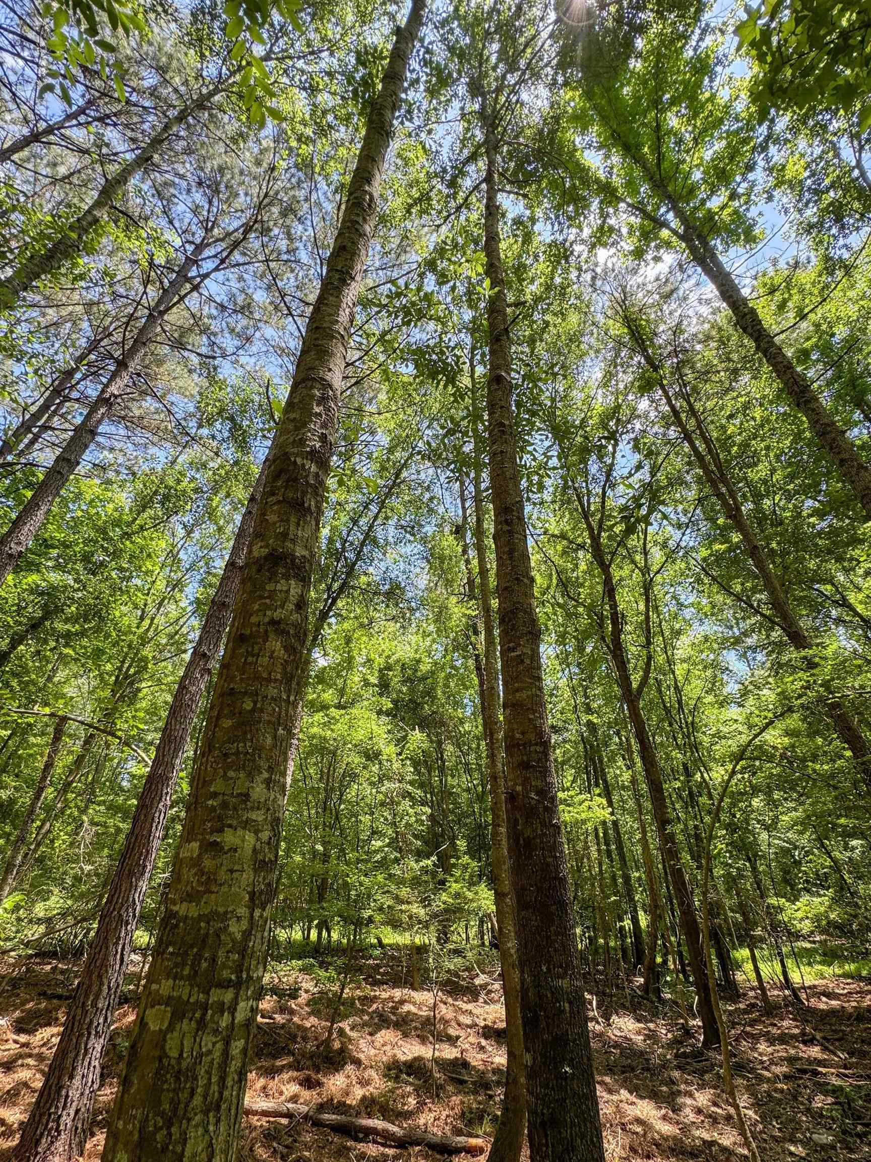 Douglassville, Texas, 75560, United States, ,Land,For Sale,2048006