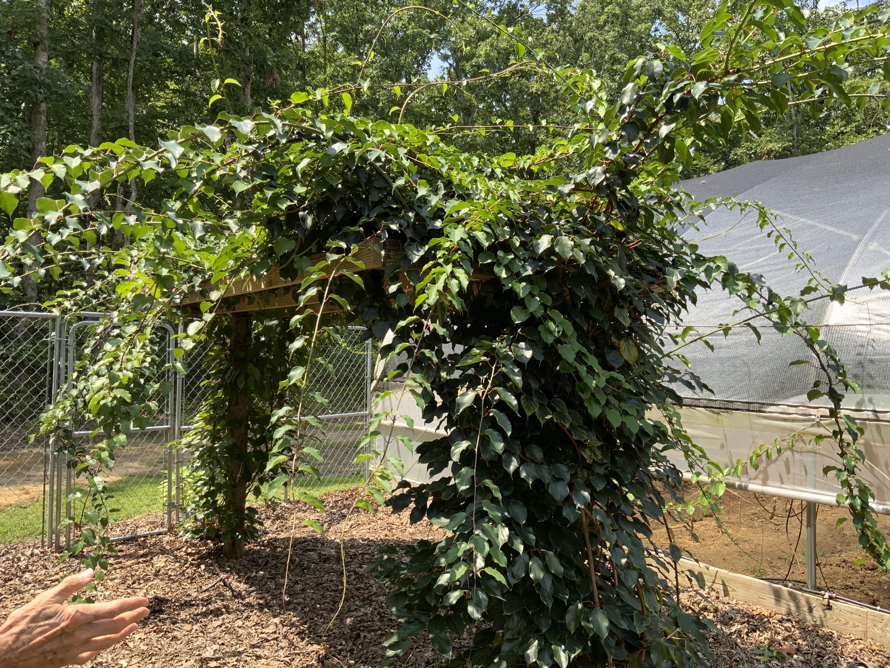 Tracy City, Tennessee, 37387, United States, 3 Bedrooms Bedrooms, ,Residential,For Sale,1979741