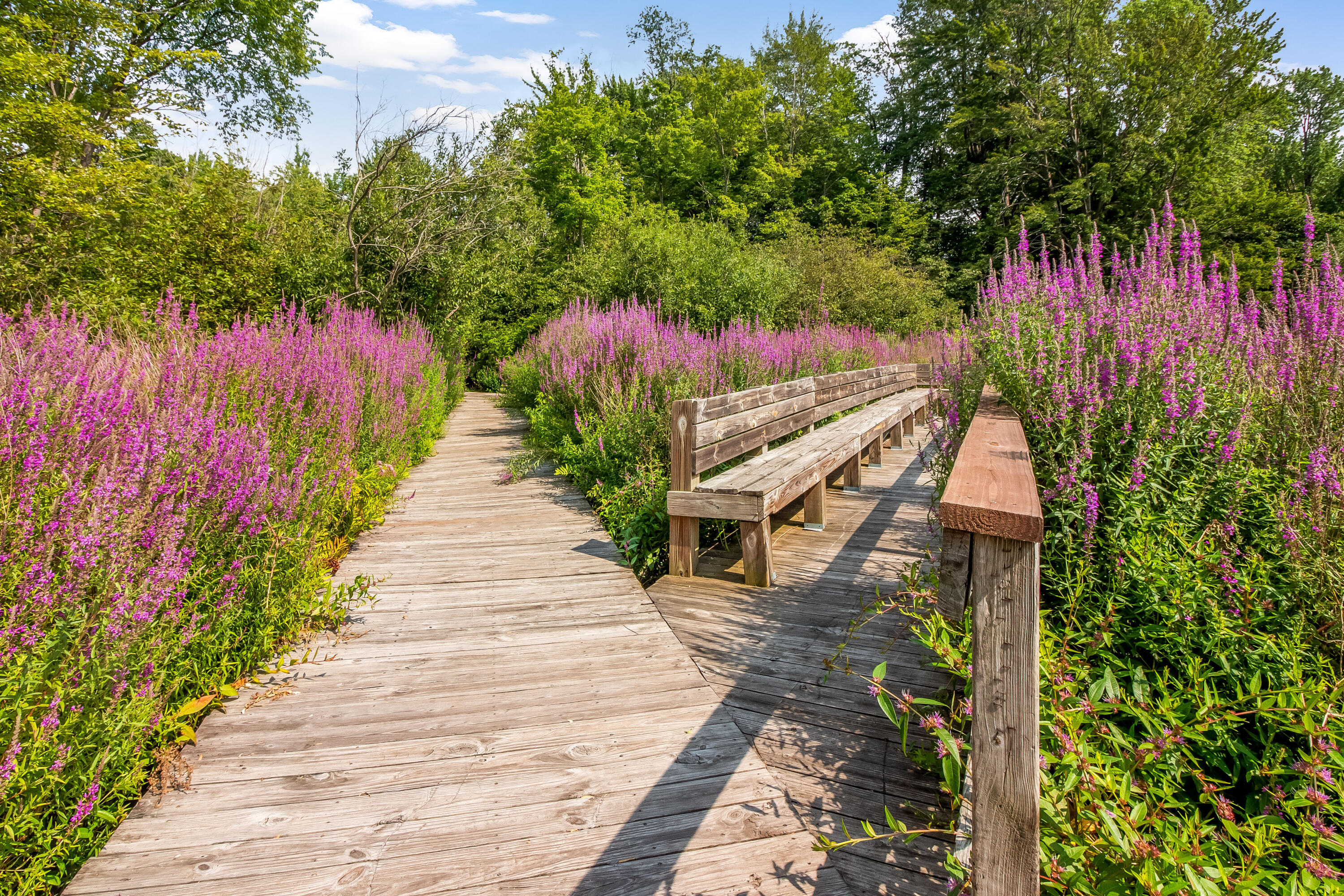 Saugatuck, Michigan, 49453, United States, 3 Bedrooms Bedrooms, ,3 BathroomsBathrooms,Residential,For Sale,1981176