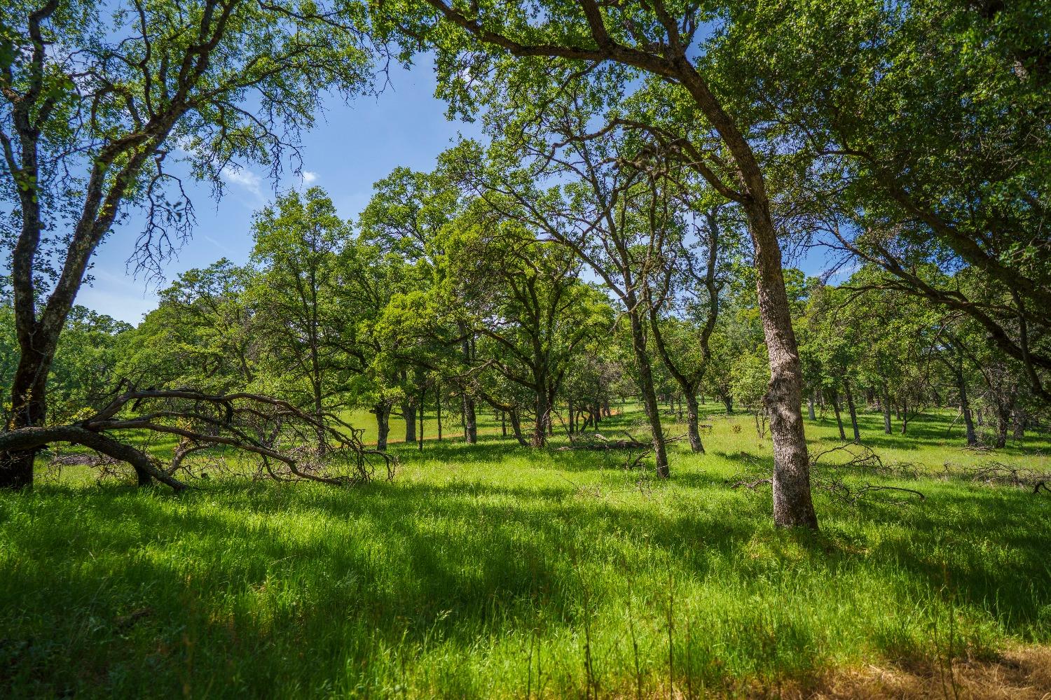 Lincoln, California, 95648, United States, ,Land,For Sale,1784125