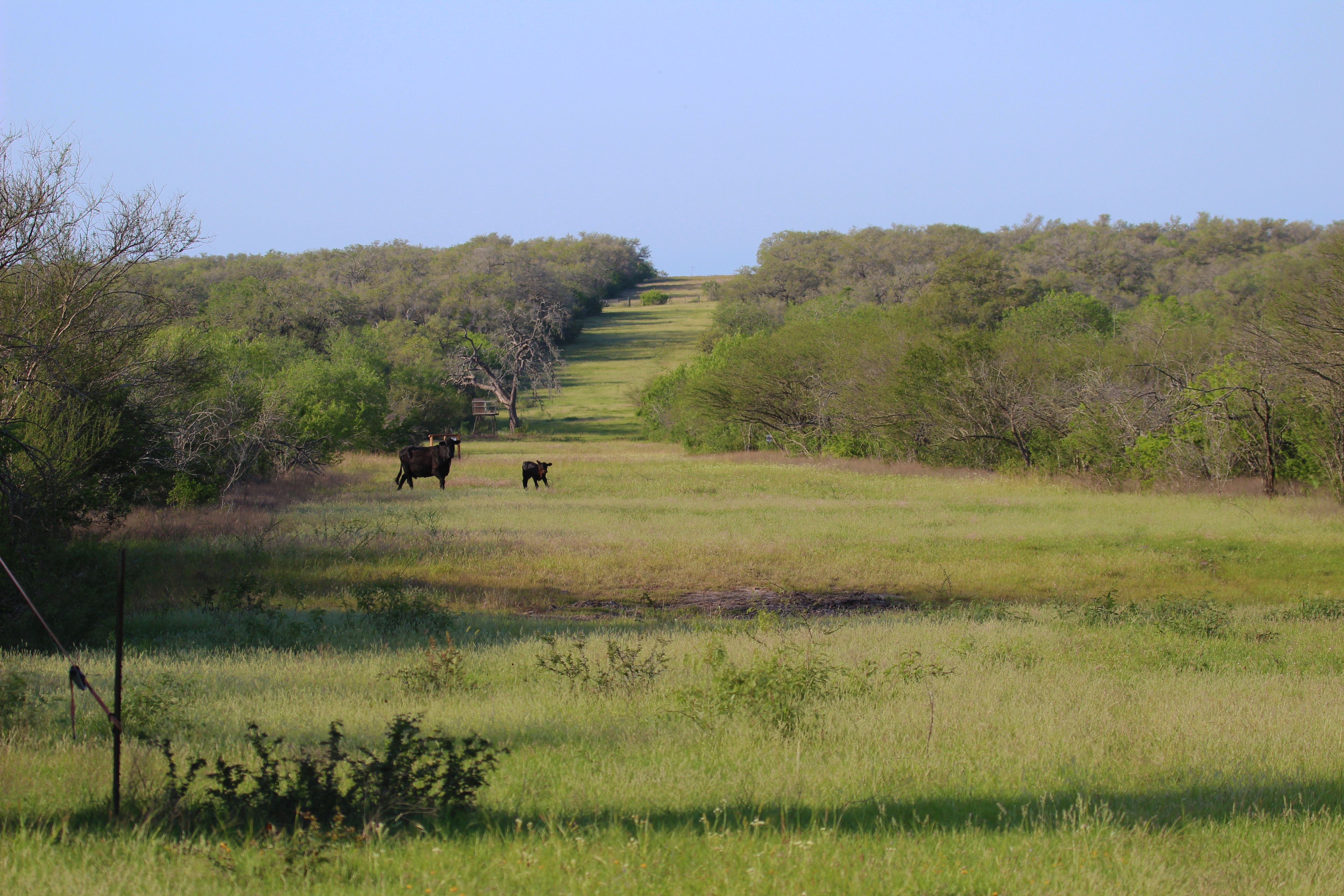 810+/- Acre Cabeza Creek Ranch - 物件實景
