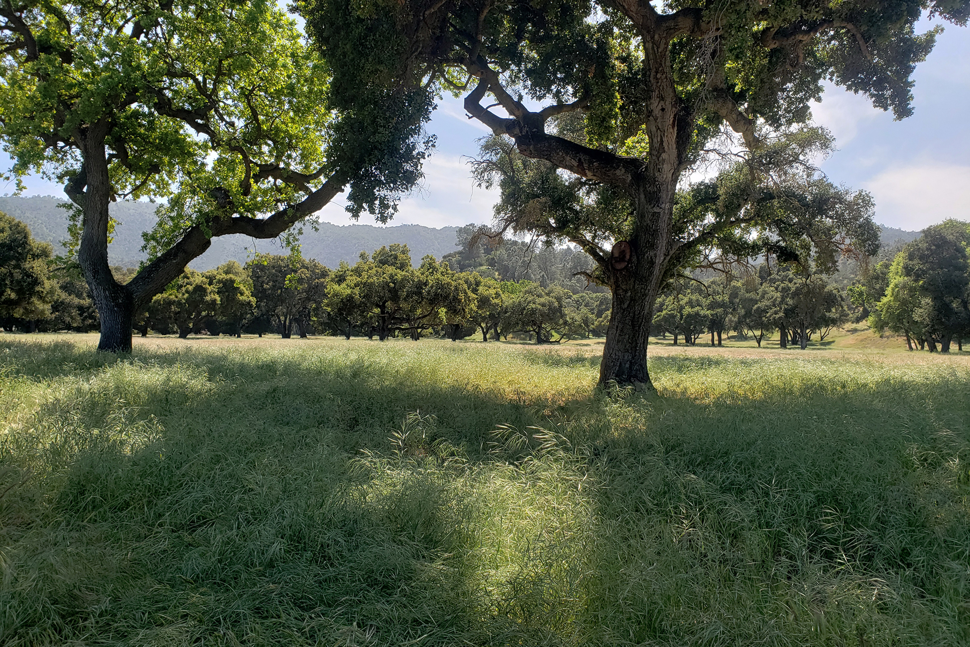 770 Limekiln Road - 物件實景
