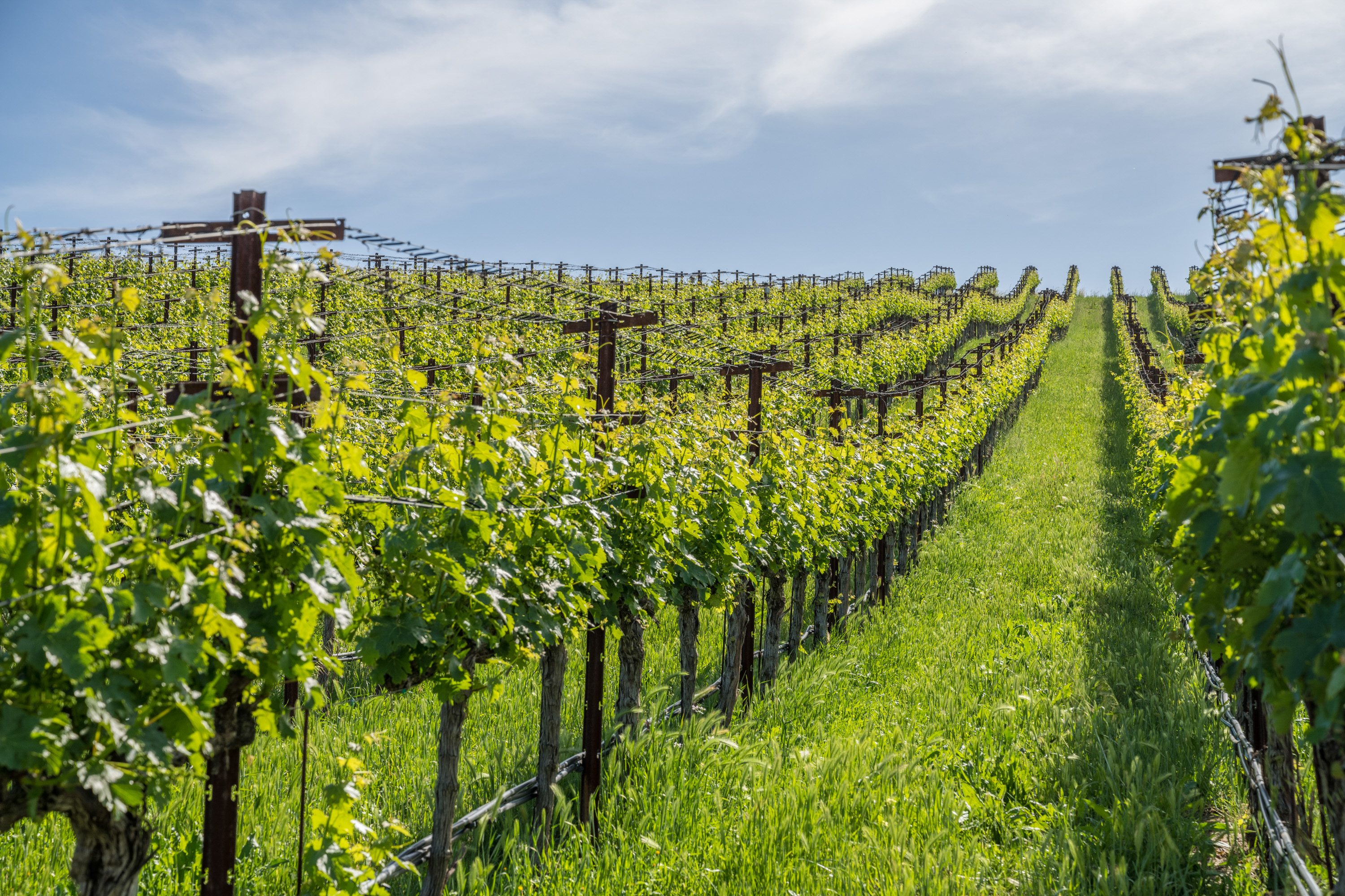  56-Acre Napa Valley Retreat - 物件實景