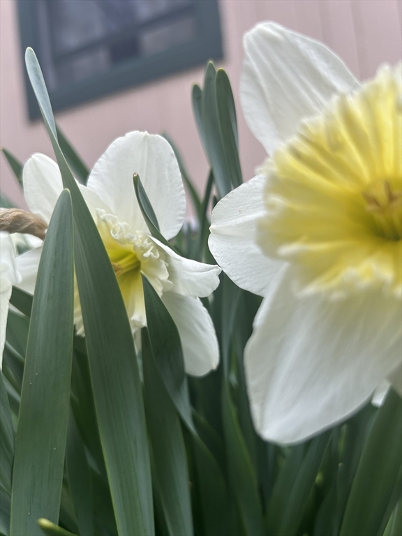 Rowley, Massachusetts, 01969, United States, 3 Bedrooms Bedrooms, ,1 BathroomBathrooms,Residential,For Sale,1988090