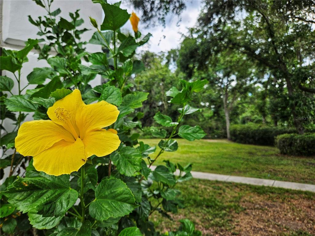 11310 Leprechaun Drive, Riverview, Florida, 33569, United States, 4 Bedrooms Bedrooms, ,3 BathroomsBathrooms,Residential,For Sale,11310 Leprechaun Drive,1550954