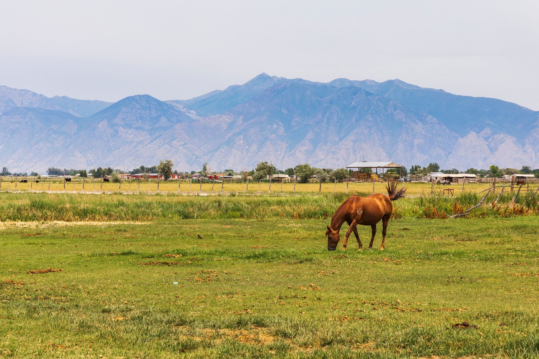 Refined Farmhouse Living with Professional Horse Facilities - 物件實景
