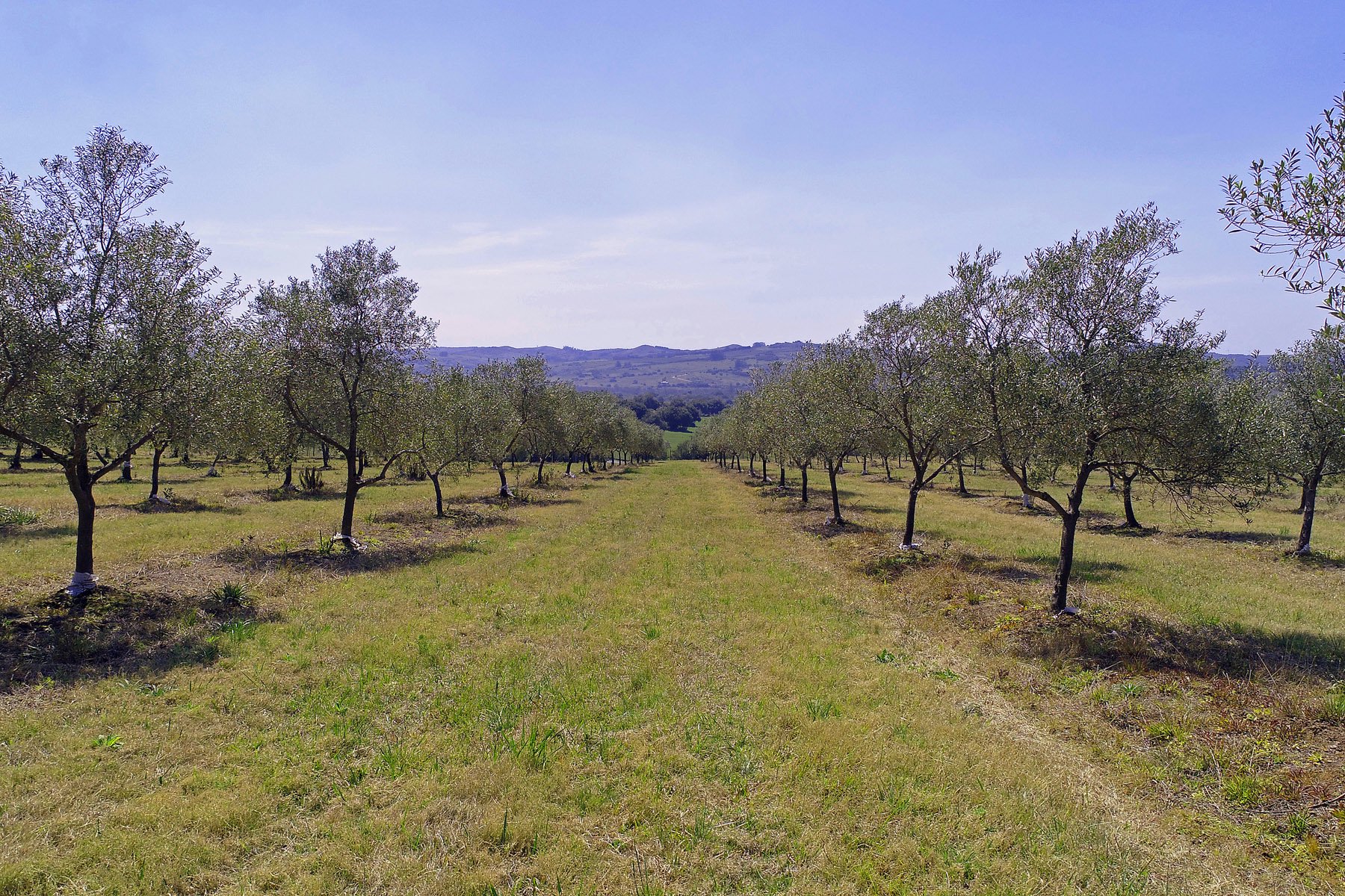  Farm with olive groves in Pueblo Edén - 物件實景