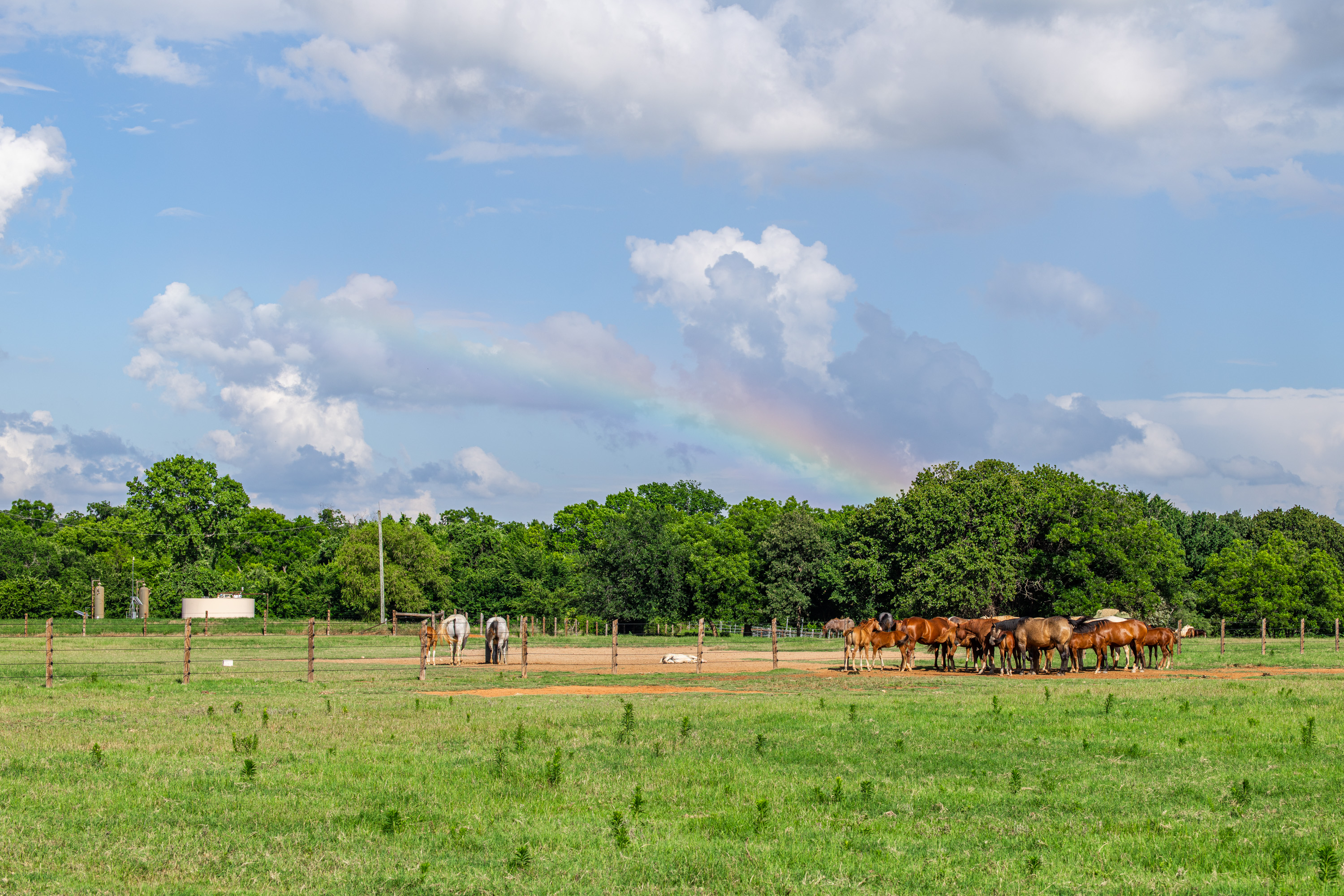  Walnut Creek Horse Farm - 物件實景