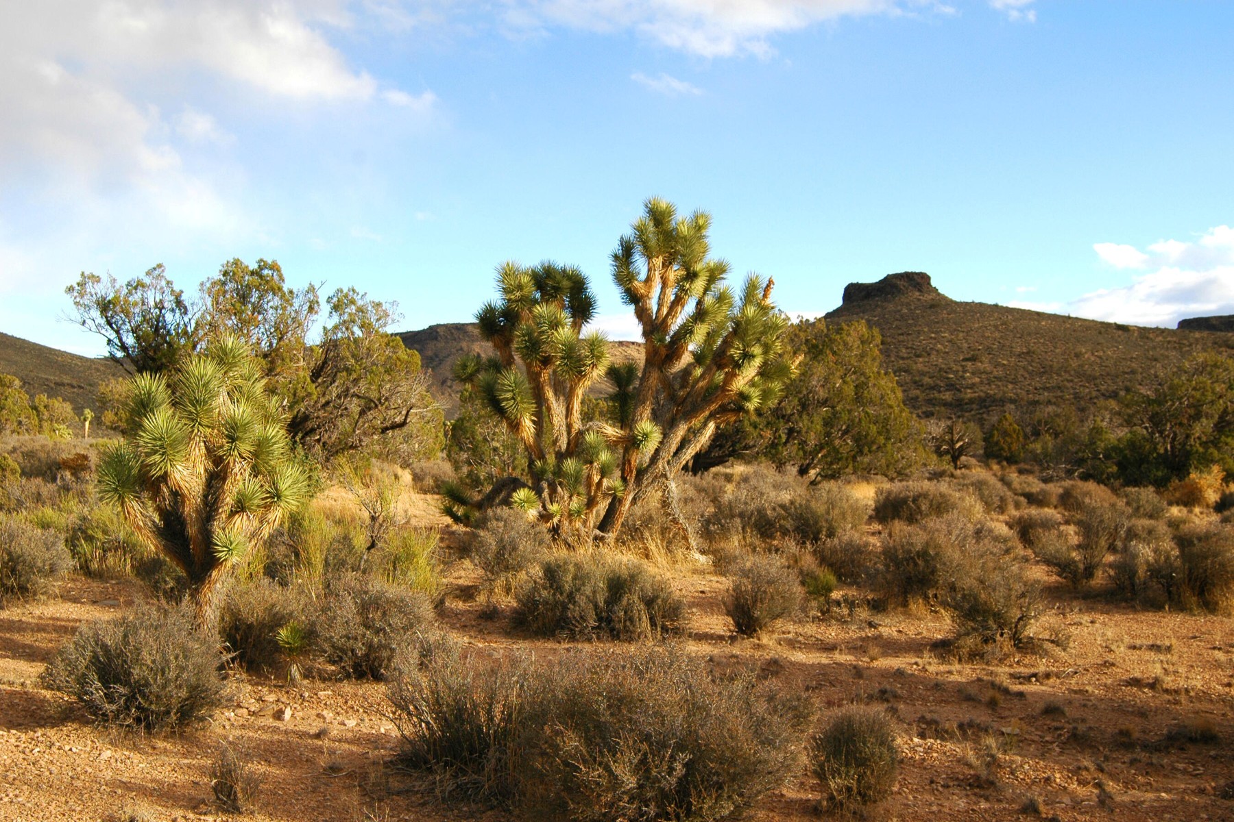  5838 E Diamond Bar Road ¦ Meadview, AZ - 物件實景