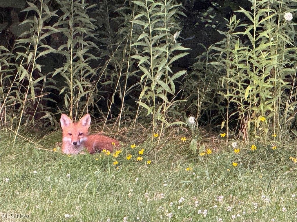 Canfield, Ohio, 44406, United States, 4 Bedrooms Bedrooms, ,3 BathroomsBathrooms,Residential,For Sale,2005733