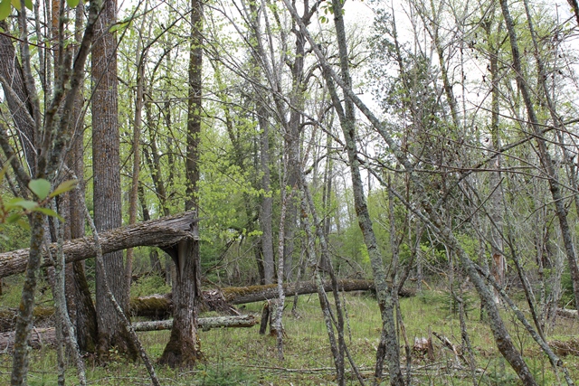 Deer River, Minnesota, 56636, United States, ,Land,For Sale,1974863