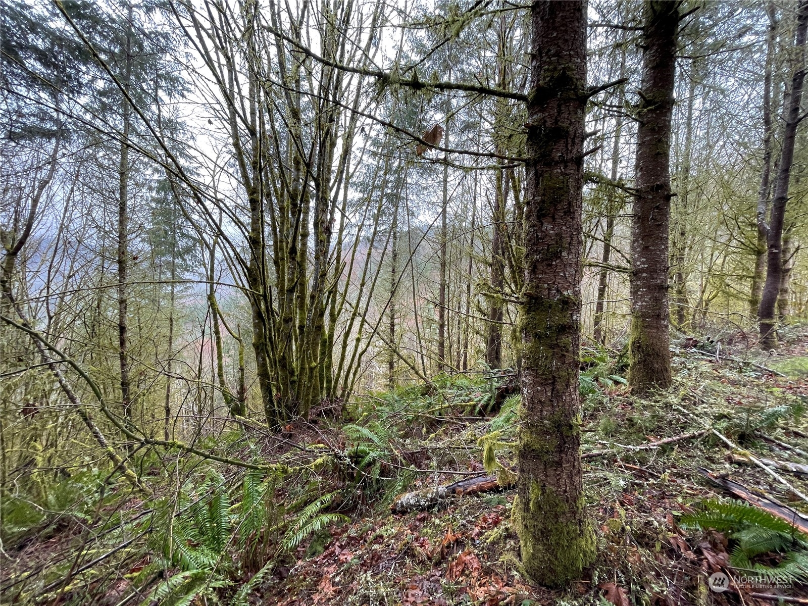 0 Fallert Road, Kalama, Washington, 98625, United States, ,Land,For Sale,0 Fallert Road,1273199