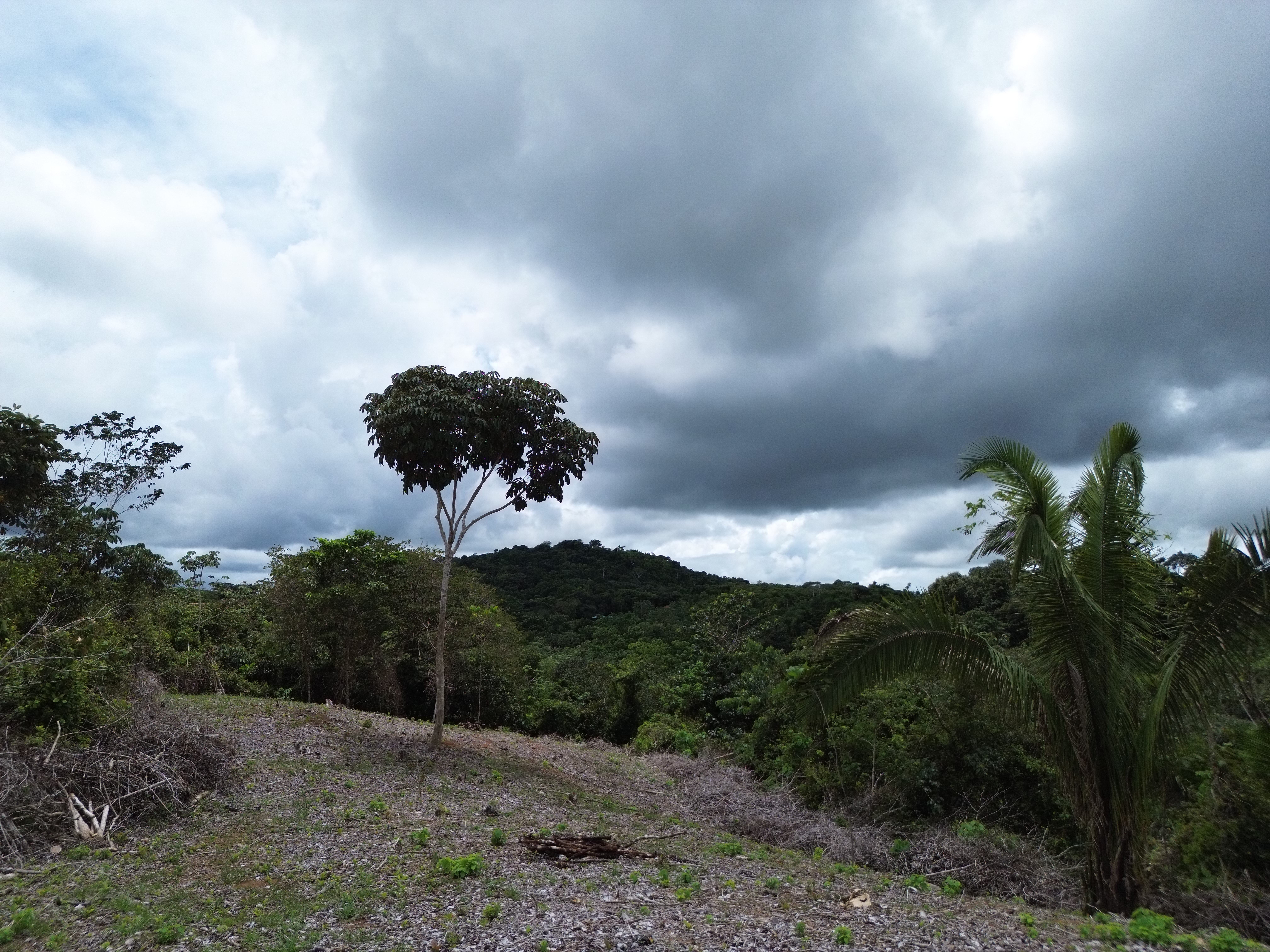 Palmar Norte, Palmar, Puntarenas, CR, ,Land,For Sale,Palmar Norte,1667866