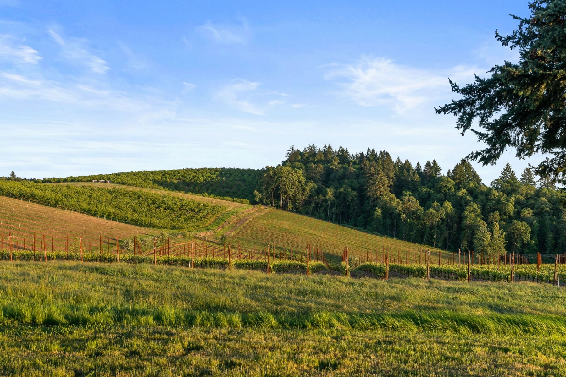  8810 NE BLACKBURN RD Yamhill, OR 97148 - 物件實景