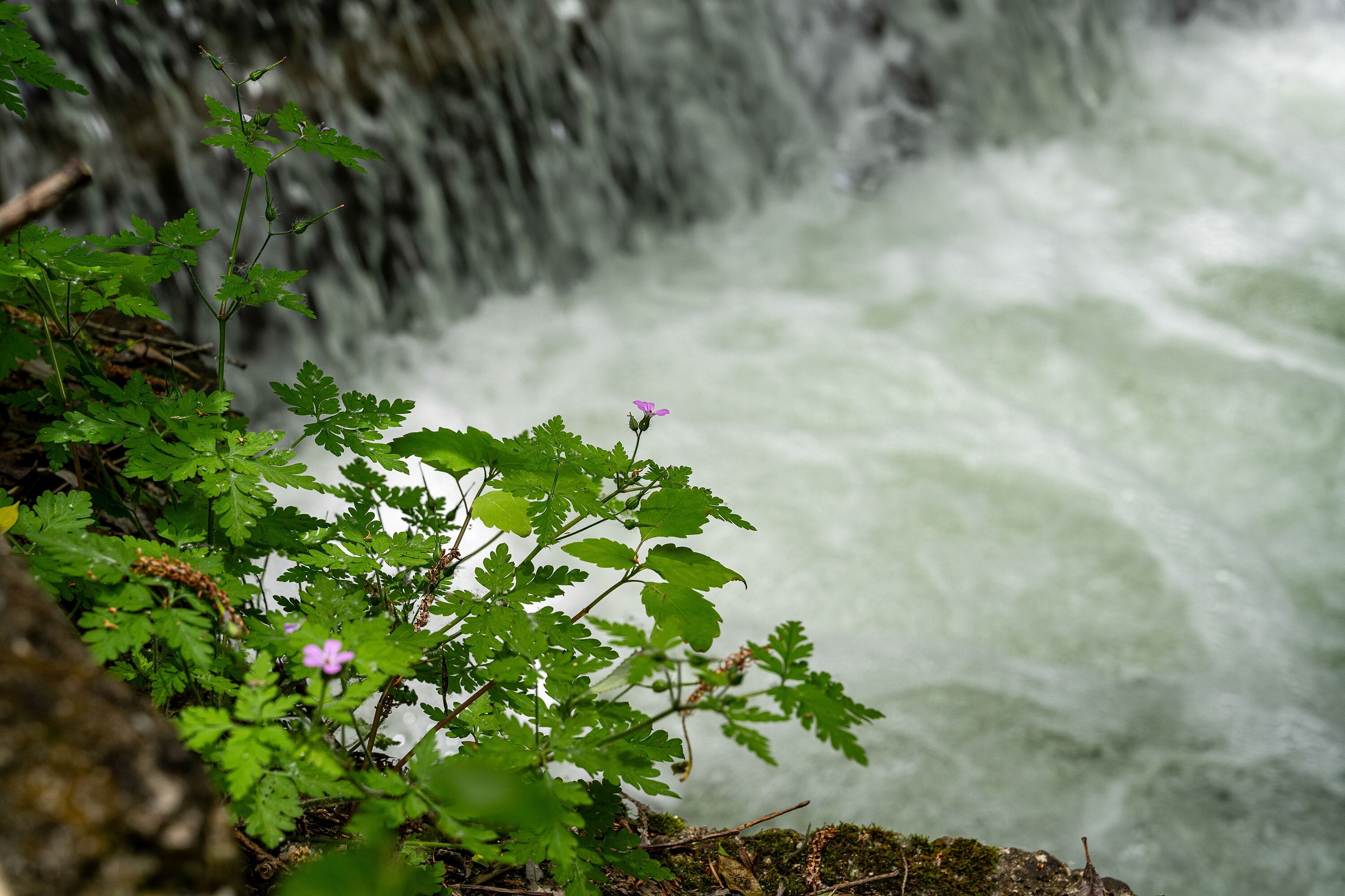  1.77-Acre Sanctuary - 物件實景