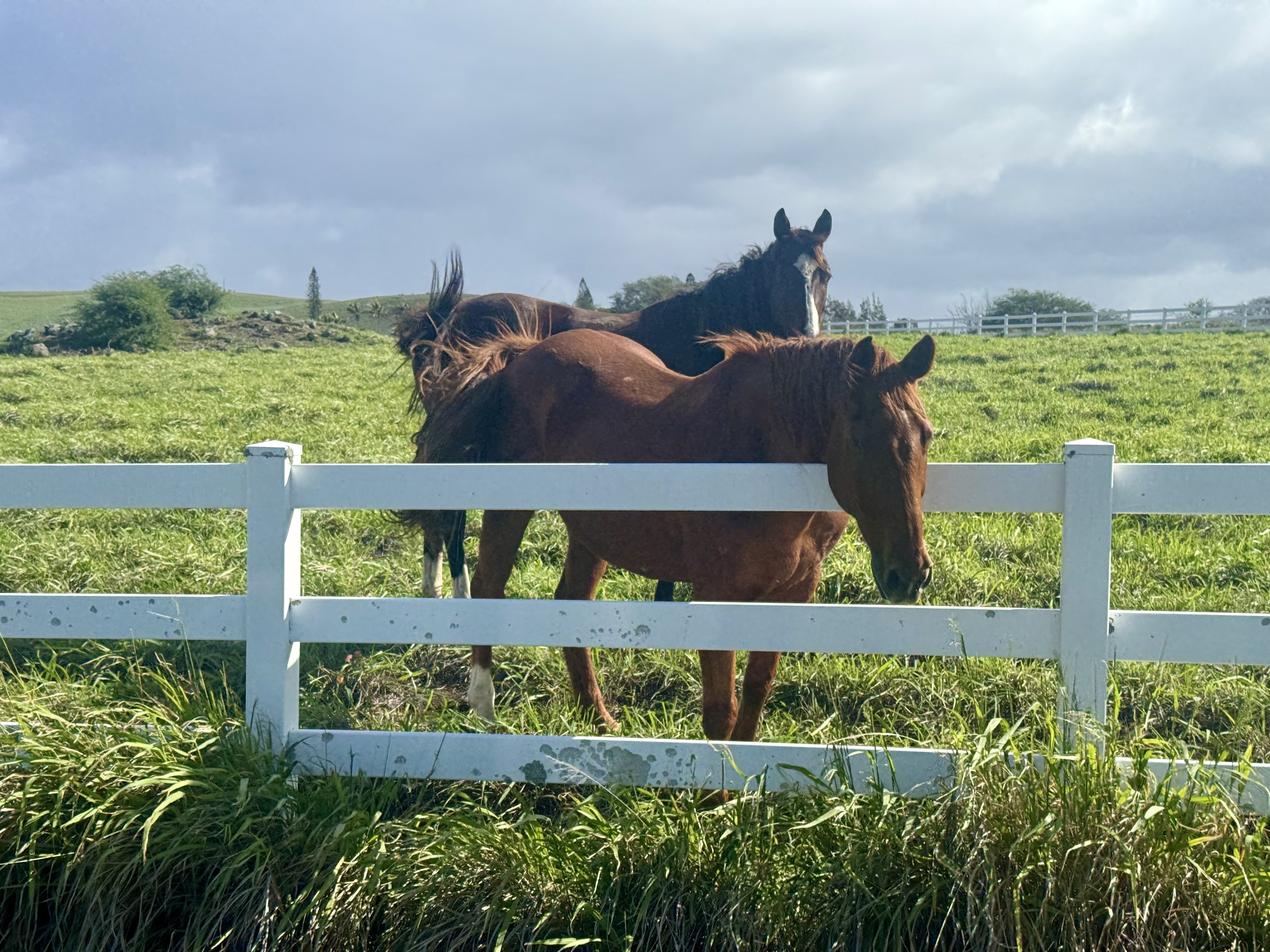 Hawi, Hawaii, 96719, United States, ,Land,For Sale,1997291