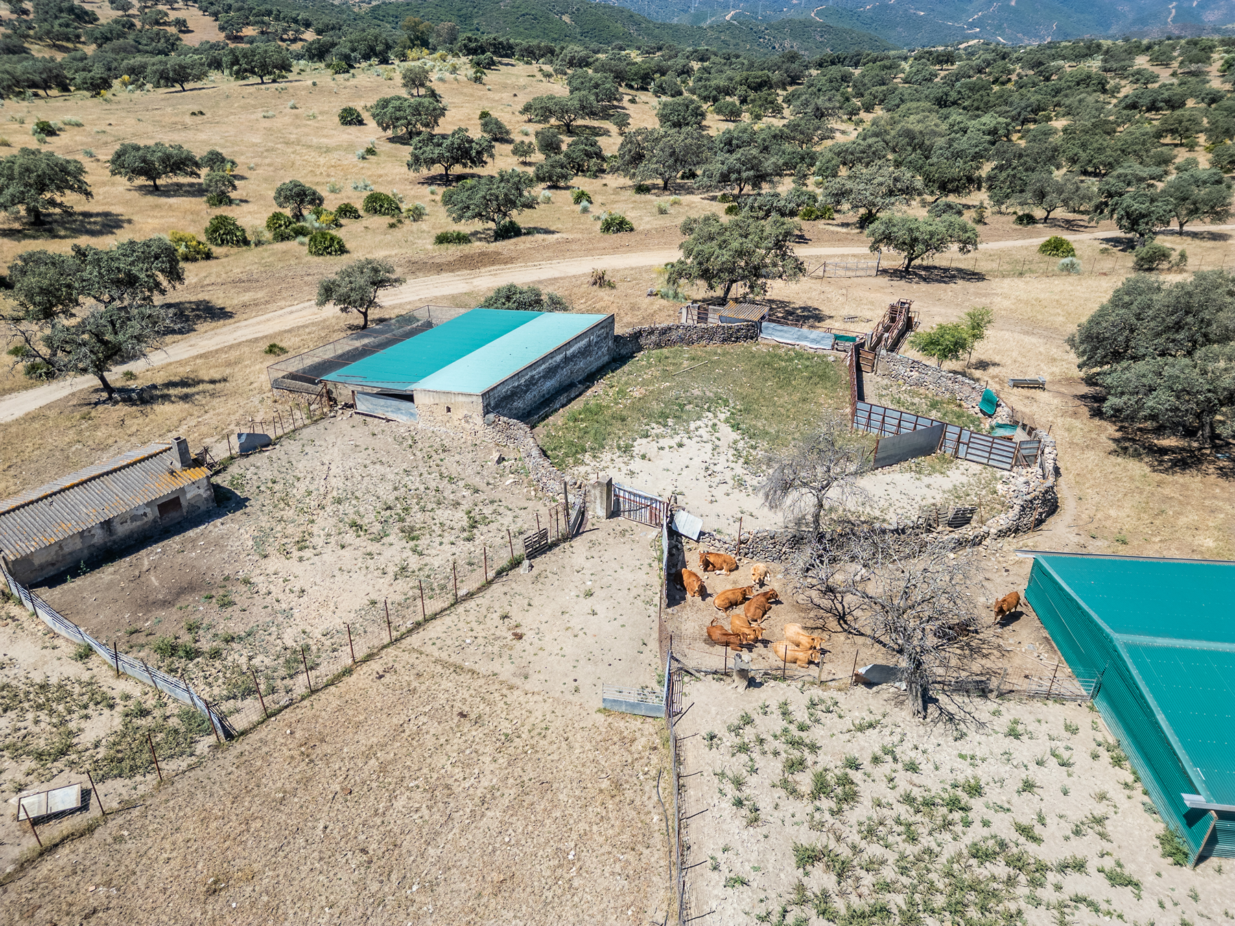  Livestock, hunting, and recreational estate in Castiblanco de los Arroyos - 物件實景
