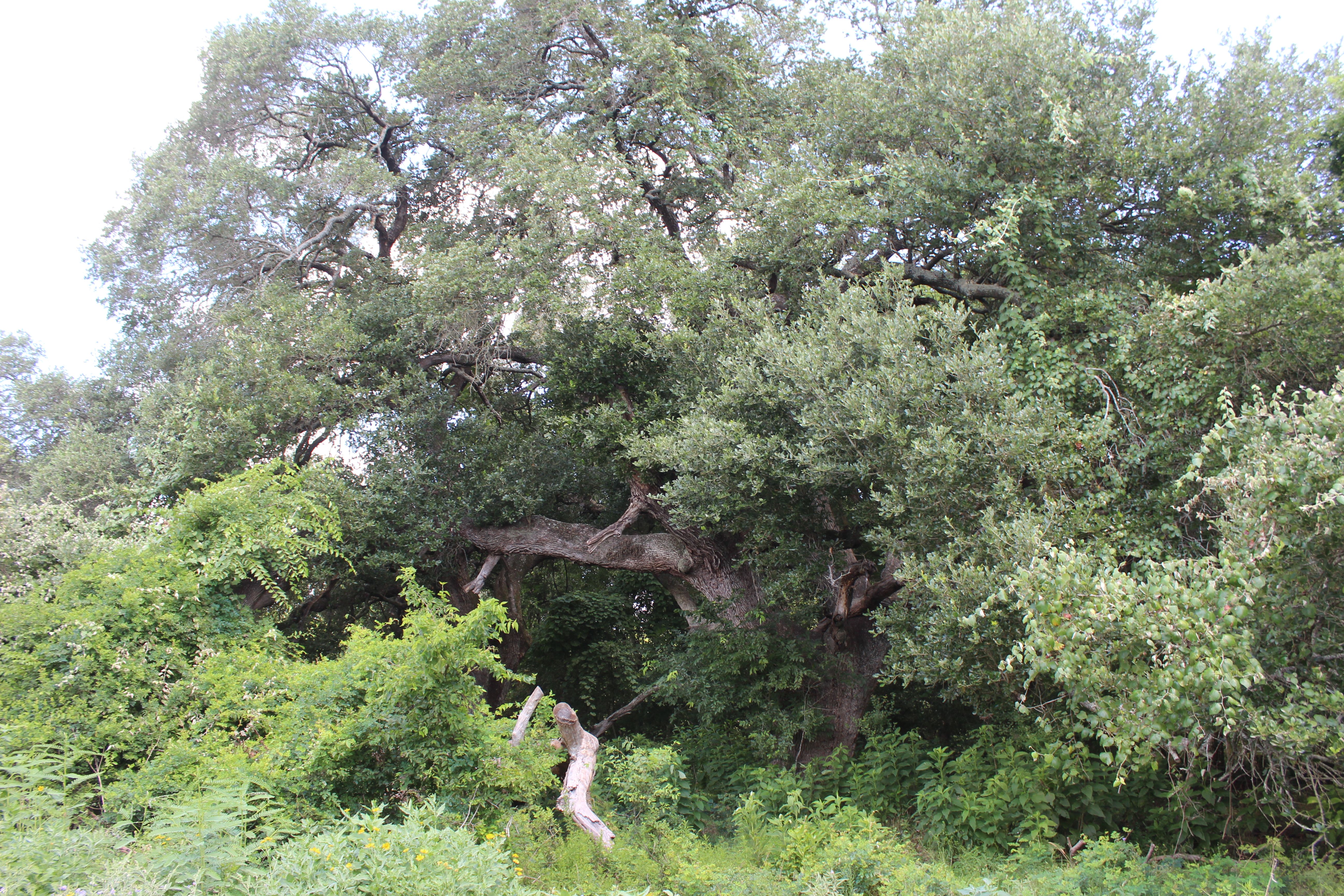  Buck Branch Ranch - 物件實景