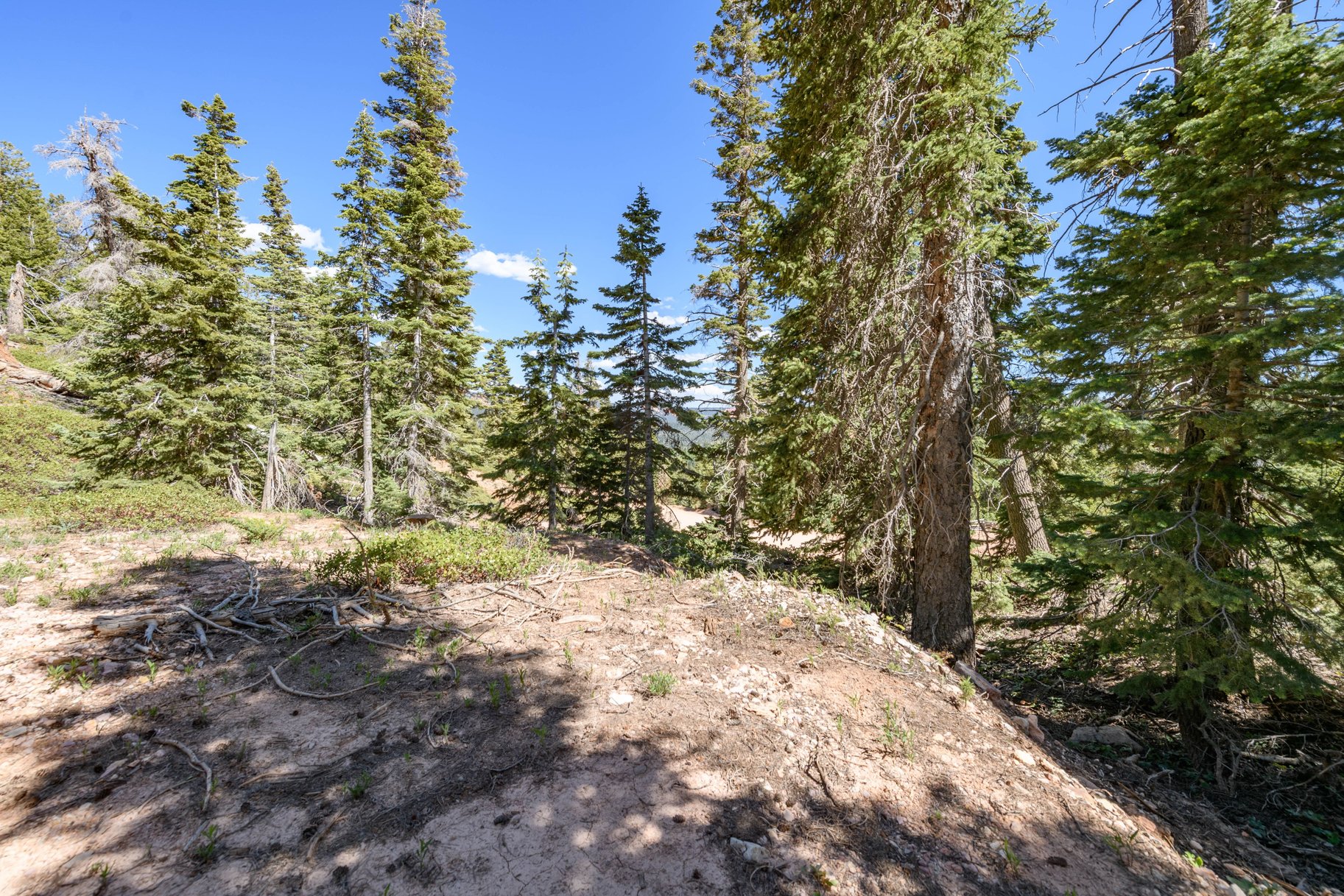  Quiet Mountain Retreat Near Navajo Lake - 物件實景