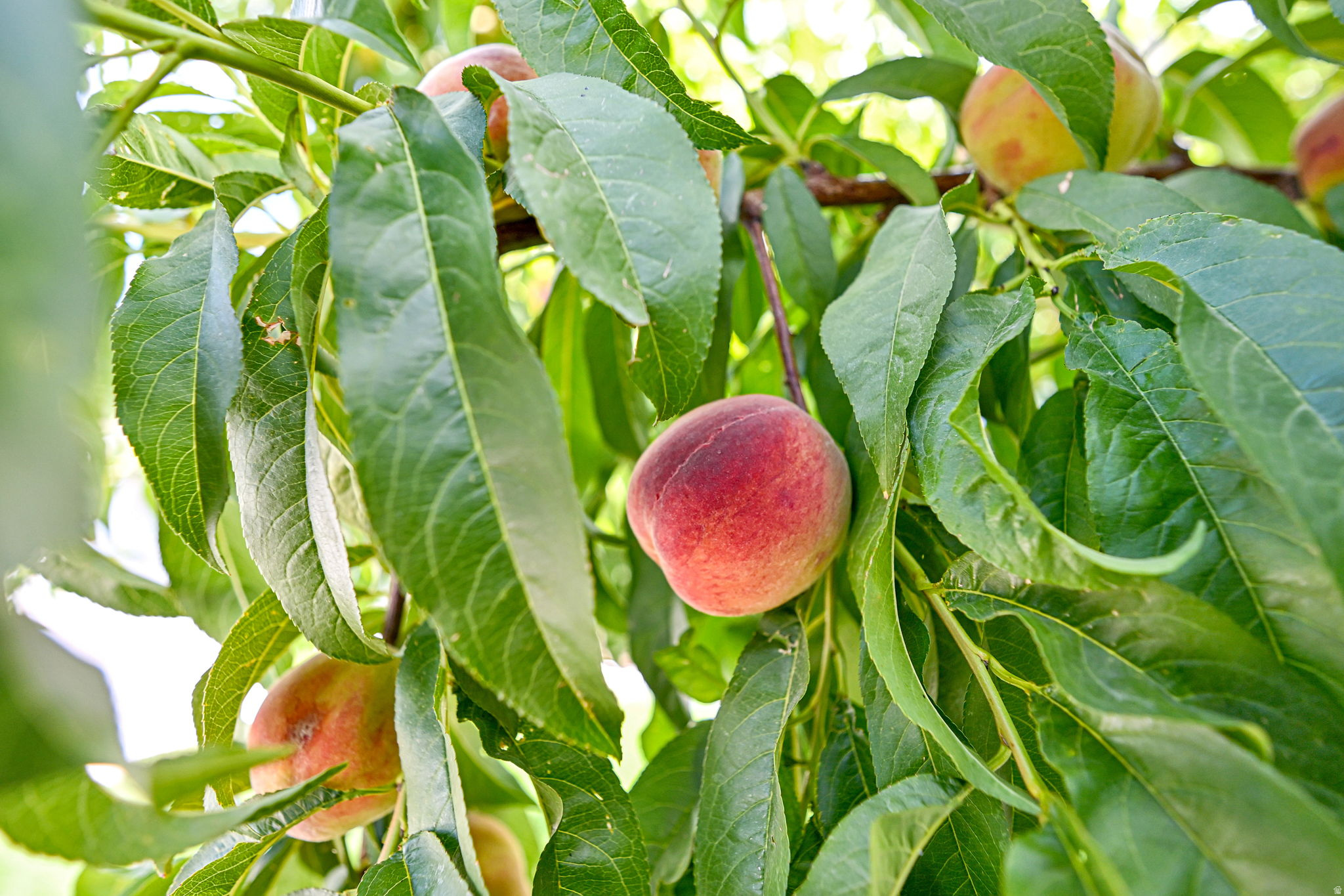 Syracuse, Utah, 84075, United States, 5 Bedrooms Bedrooms, ,3 BathroomsBathrooms,Residential,For Sale,2003414