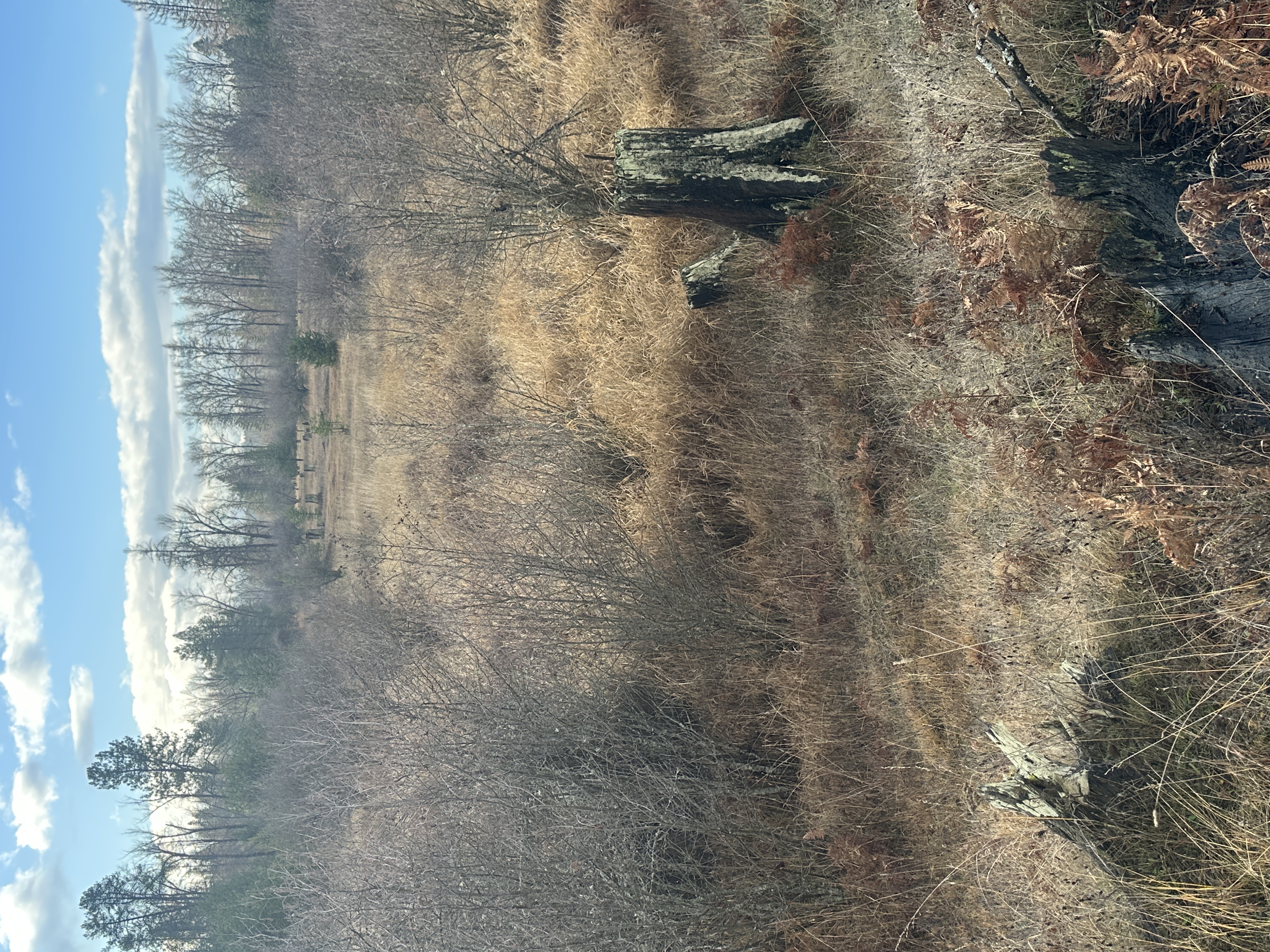 Priest River, Idaho, 83856, United States, ,Land,For Sale,2006127