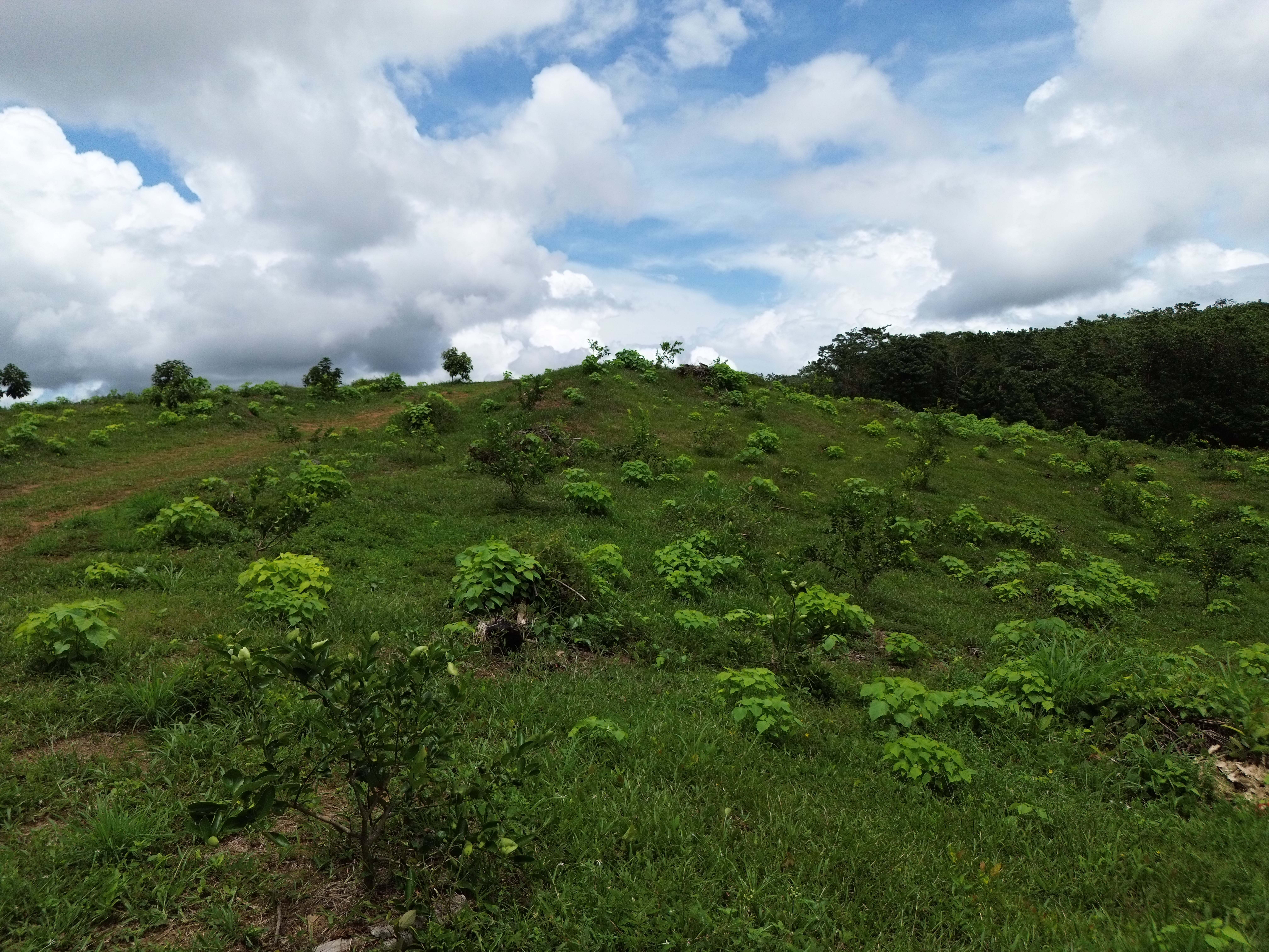 Palmar Norte, Palmar, Puntarenas, CR, ,Land,For Sale,Palmar Norte,1667866