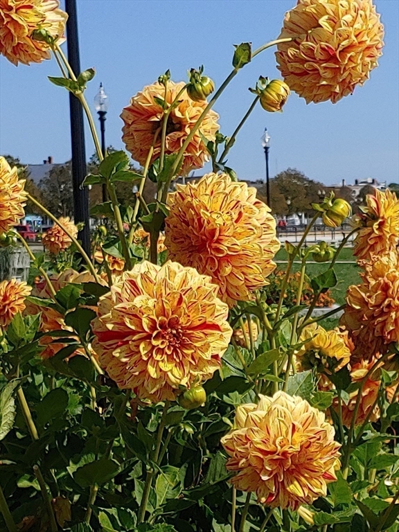 Gloucester, Massachusetts, 01930, United States, 3 Bedrooms Bedrooms, ,1 BathroomBathrooms,Residential,For Sale,2003205