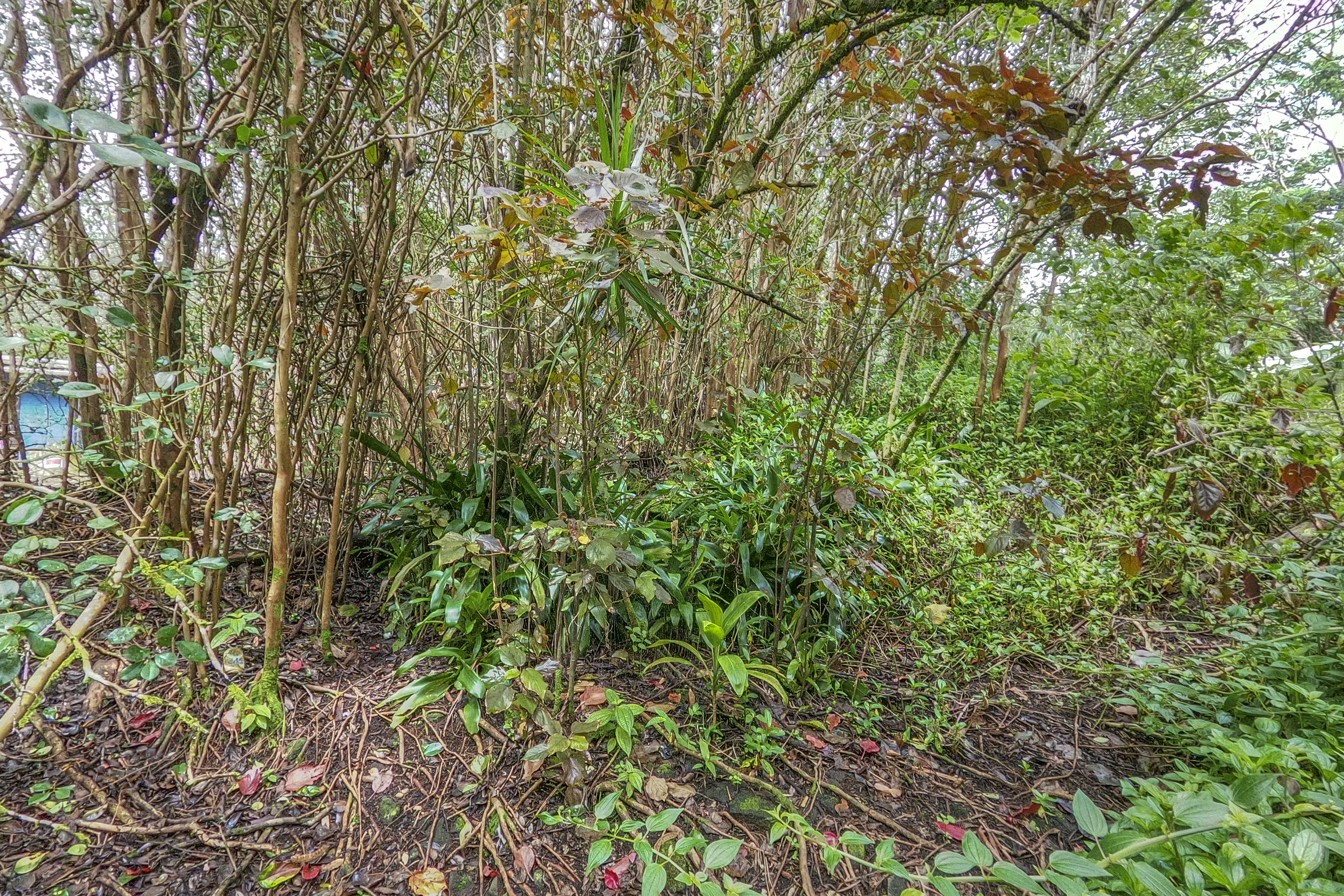  12-4330 Ocean View Pkwy, Pahoa, HI, 96778 - 物件實景