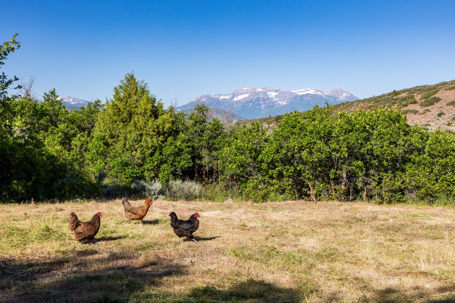  The Ultimate Multi-Generational Mountain Retreat Backing to 500 Acres of Open Sp - 物件實景