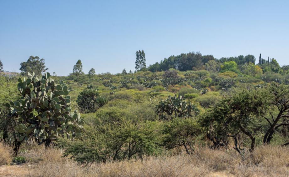 Vista los Picachos, San Miguel de Allende, Guanajuato, 37892, Mexico, 1 Bedroom Bedrooms, ,Residential,For Sale,Vista los Picachos,1672105