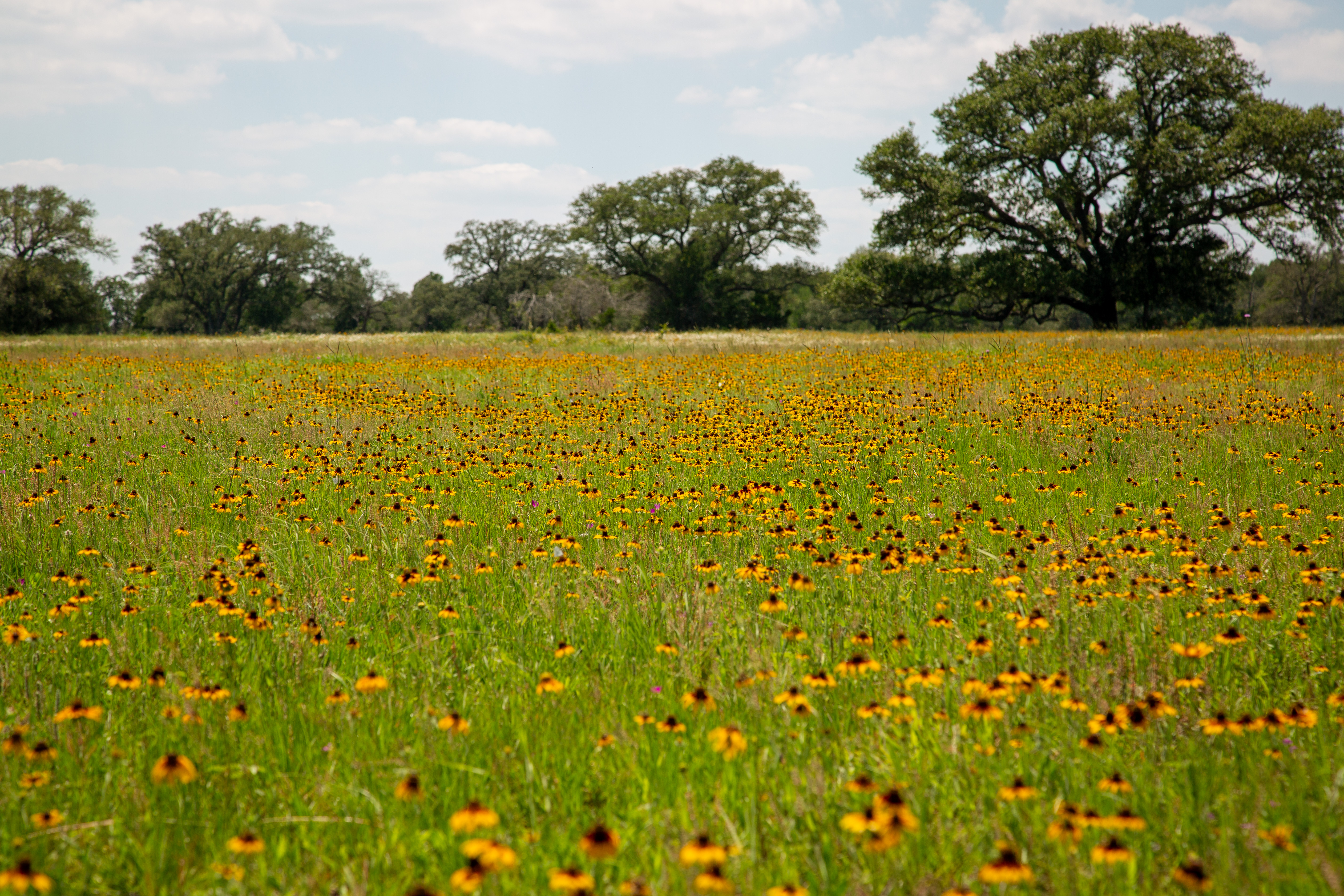  Bar Nothing Ranch, Fayette County - 物件實景