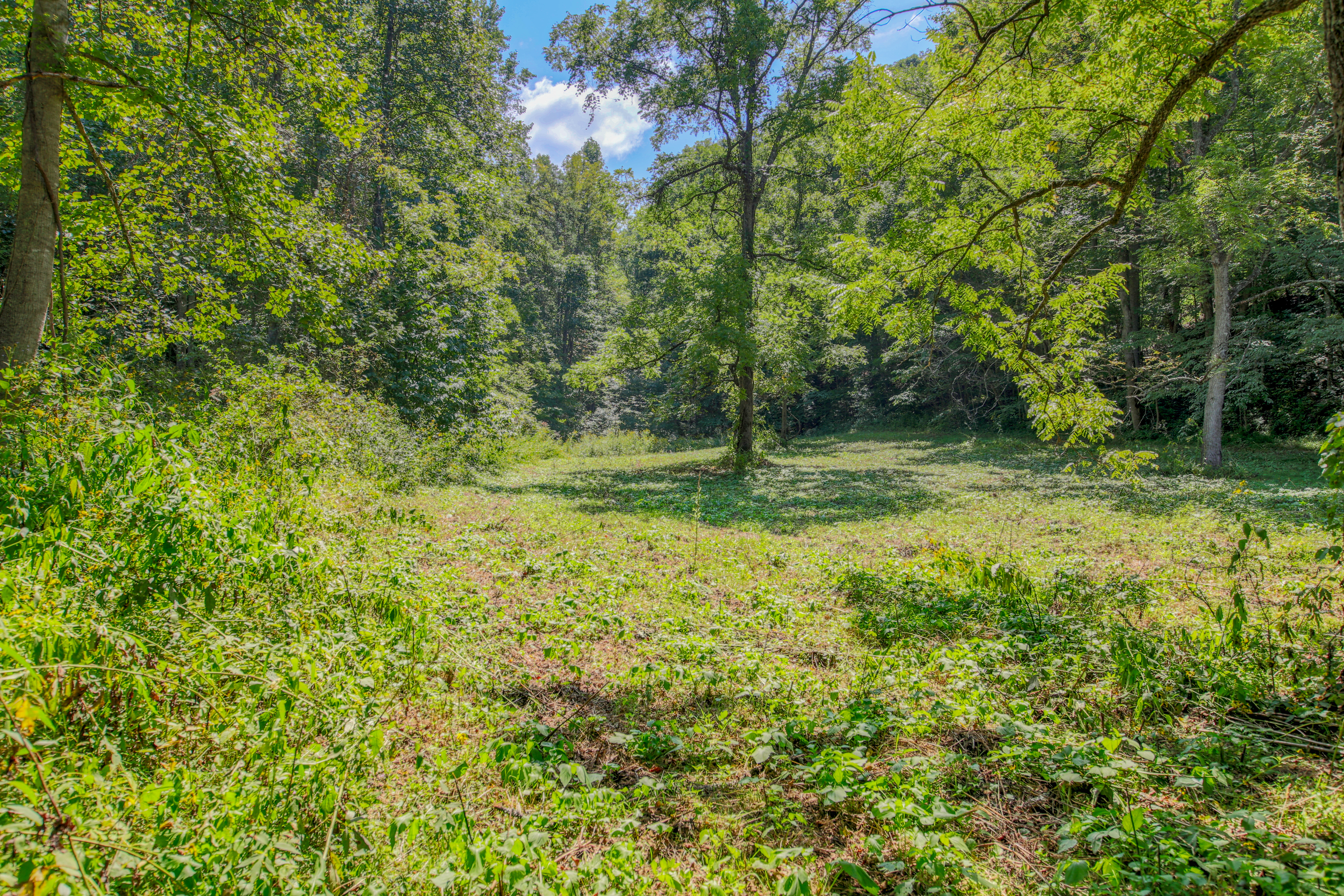  Belcher Loop, Tellico Plains, TN 37385 - 物件實景