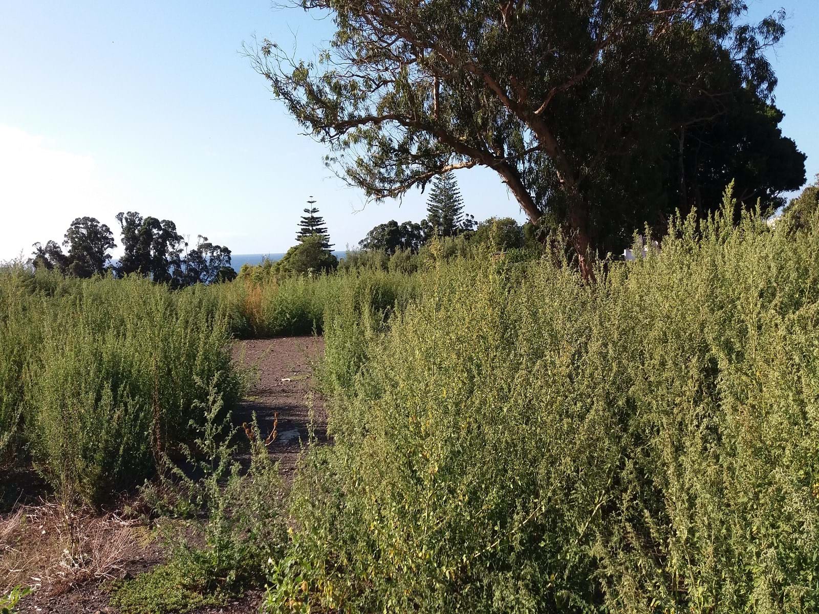 Ponta Delgada, Ilha de São Miguel, 9500-000, PT, ,Land,For Sale,1700309