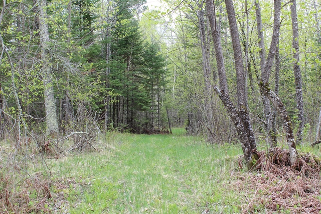 Deer River, Minnesota, 56636, United States, ,Land,For Sale,1974863