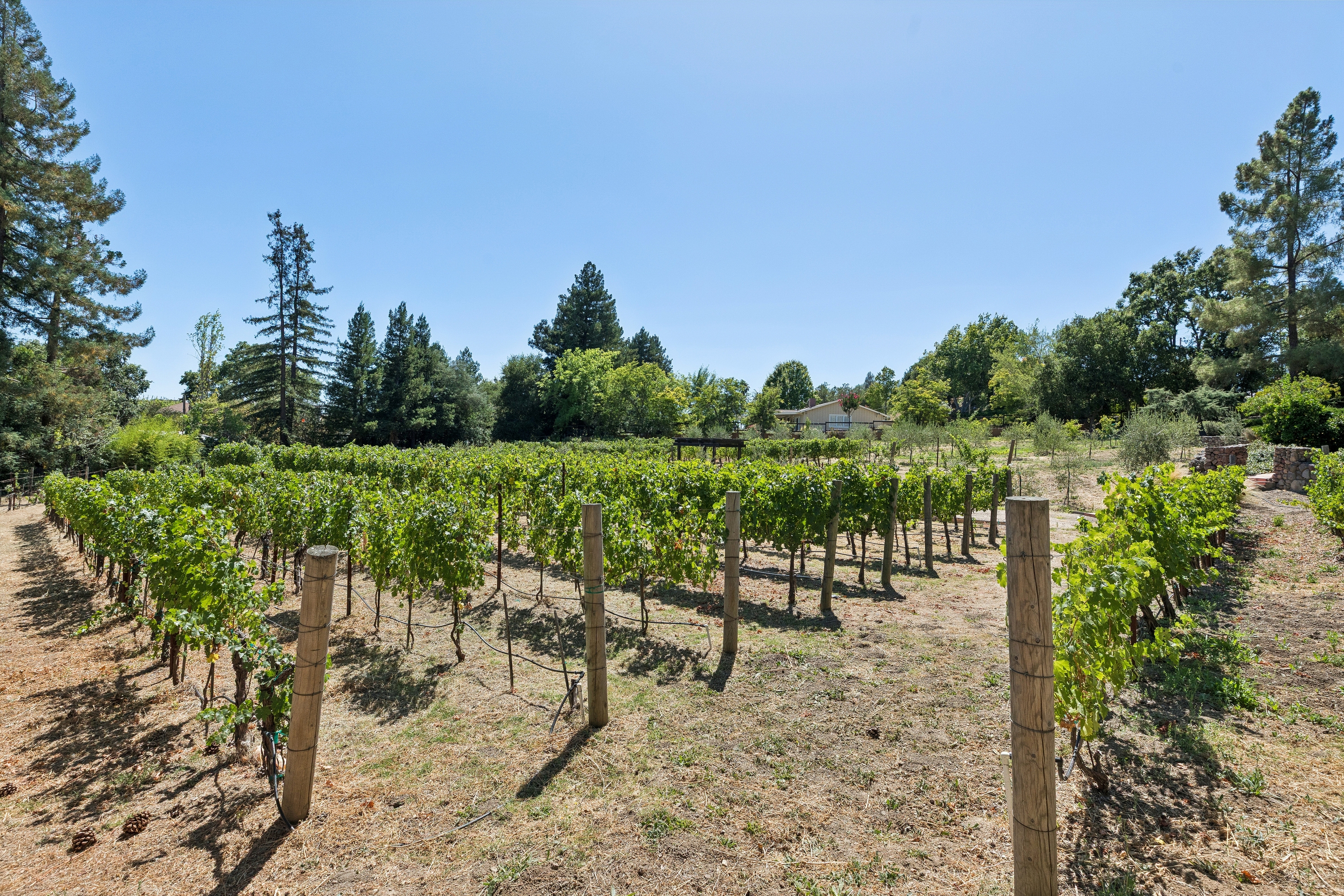  Napa Valley Lifestyle Estate - 物件實景