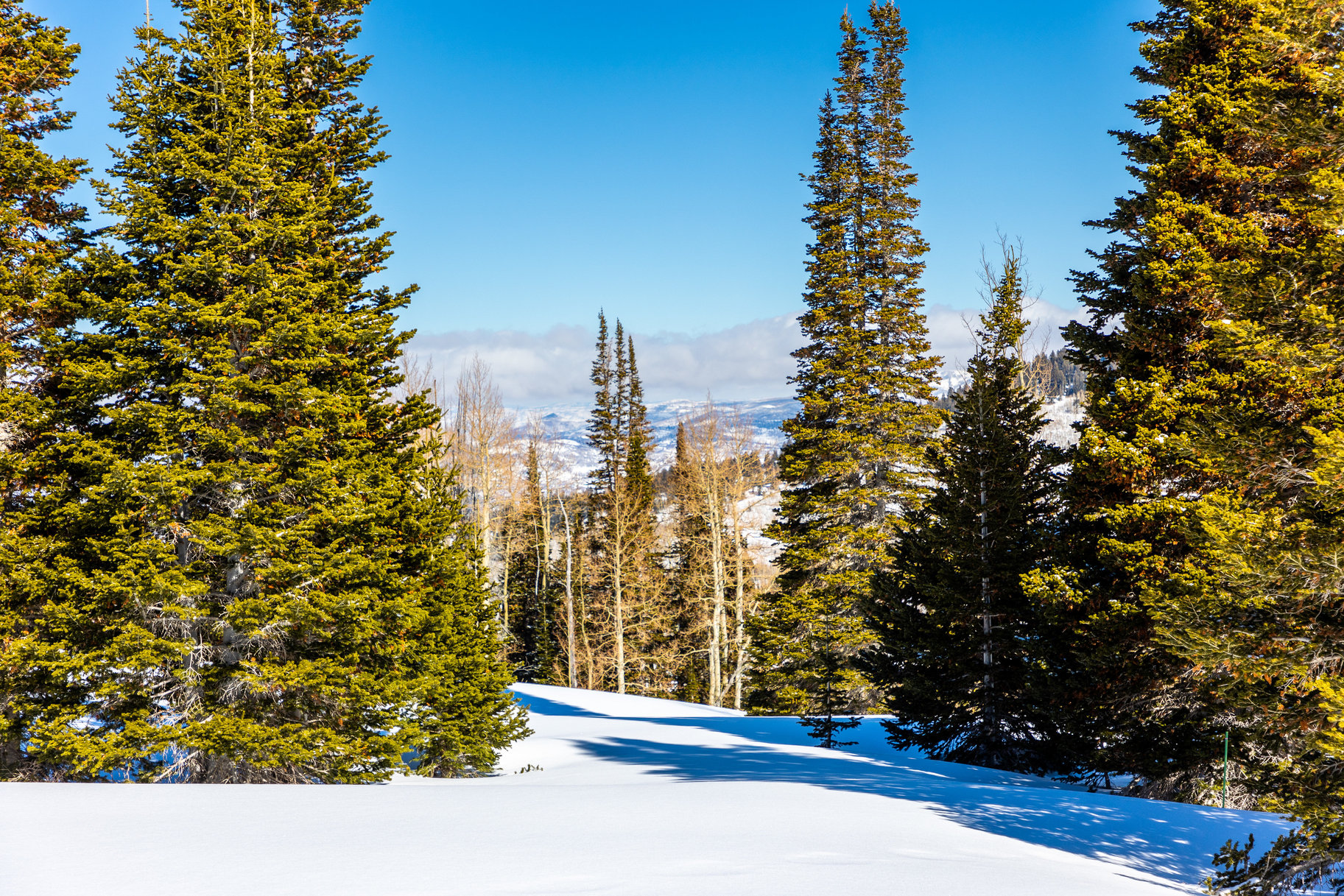  Incredible 28 Acre Estate Lot in the Colony at White Pine Canyon - 物件實景