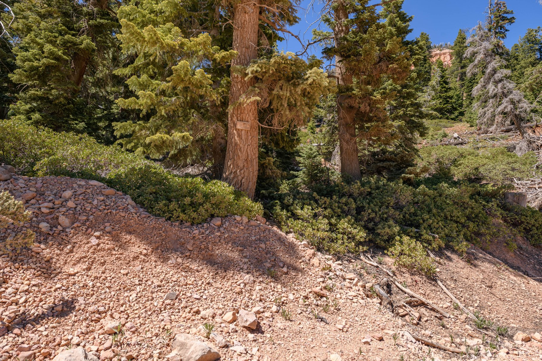  Quiet Mountain Retreat Near Navajo Lake - 物件實景