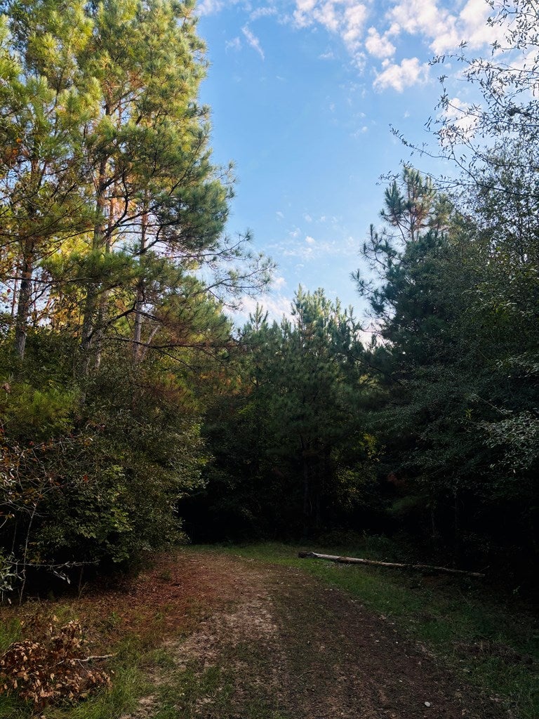 Abbeville, Georgia, 31001, United States, ,Land,For Sale,1975130