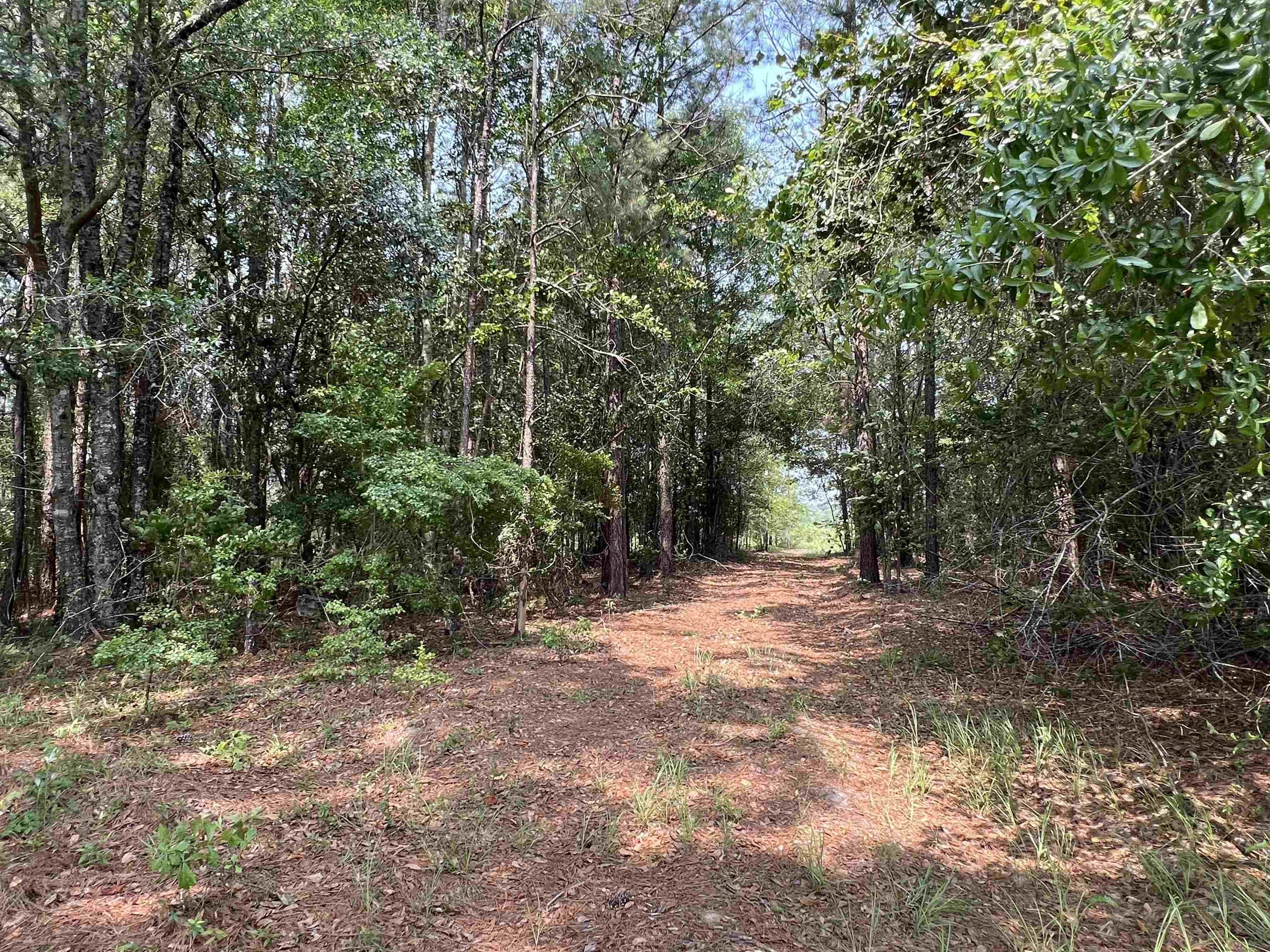 Quincy, Florida, 32351, United States, ,Land,For Sale,1983955