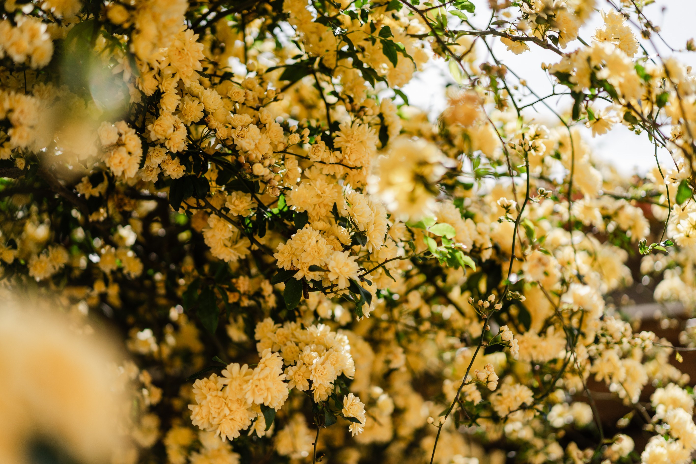  Peaceful retreat near Perpignan with pool and view of the Pyrénées - 物件實景